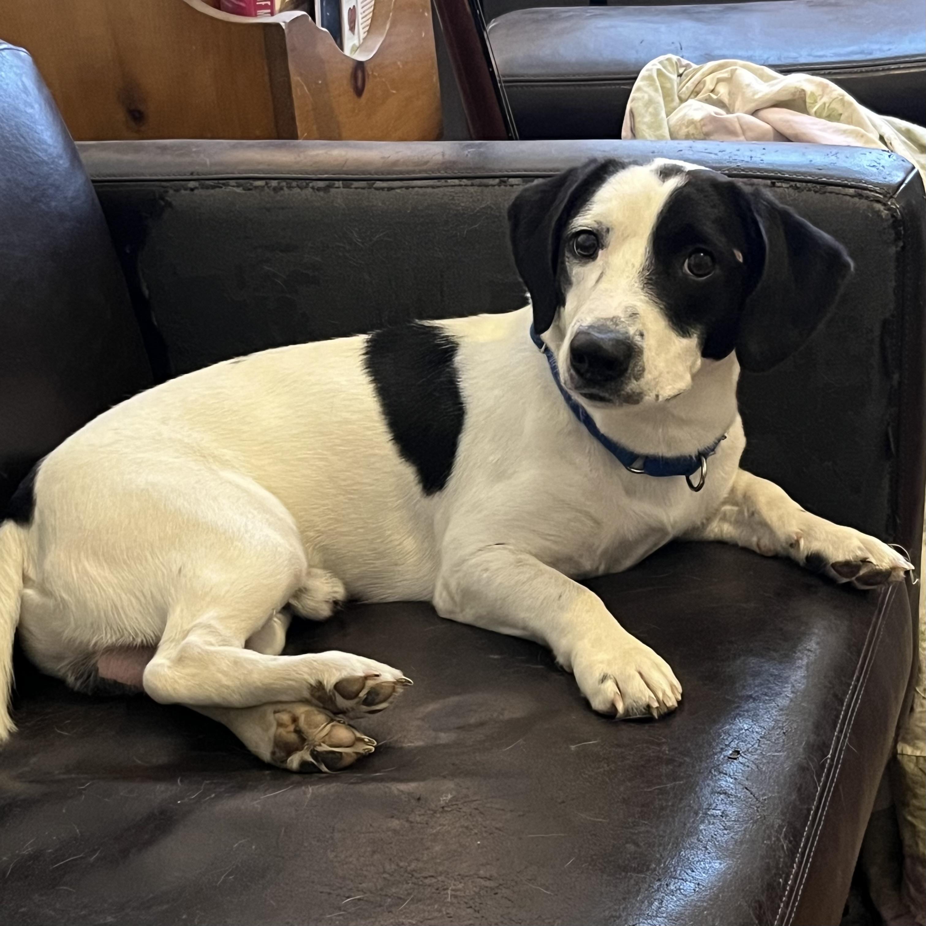 Enlarge Snoopy, a Adoptable mixed breed in Sayreville, NJ image 2/5