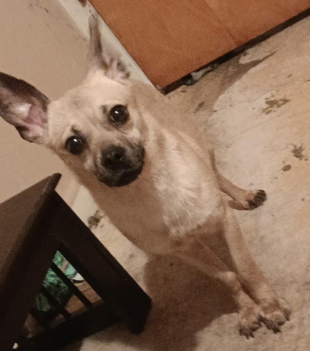 Enlarge Rocky, a Adopted Chihuahua in Beeville, TX image 1/2