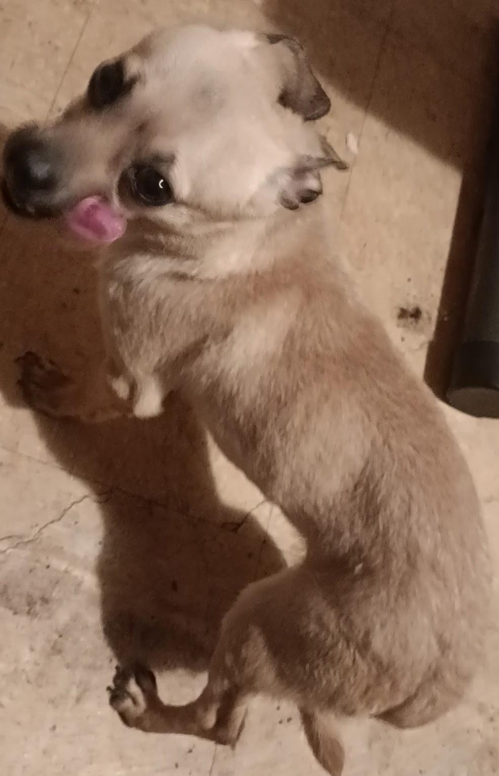 Enlarge Rocky, a Adopted Chihuahua in Beeville, TX image 2/2