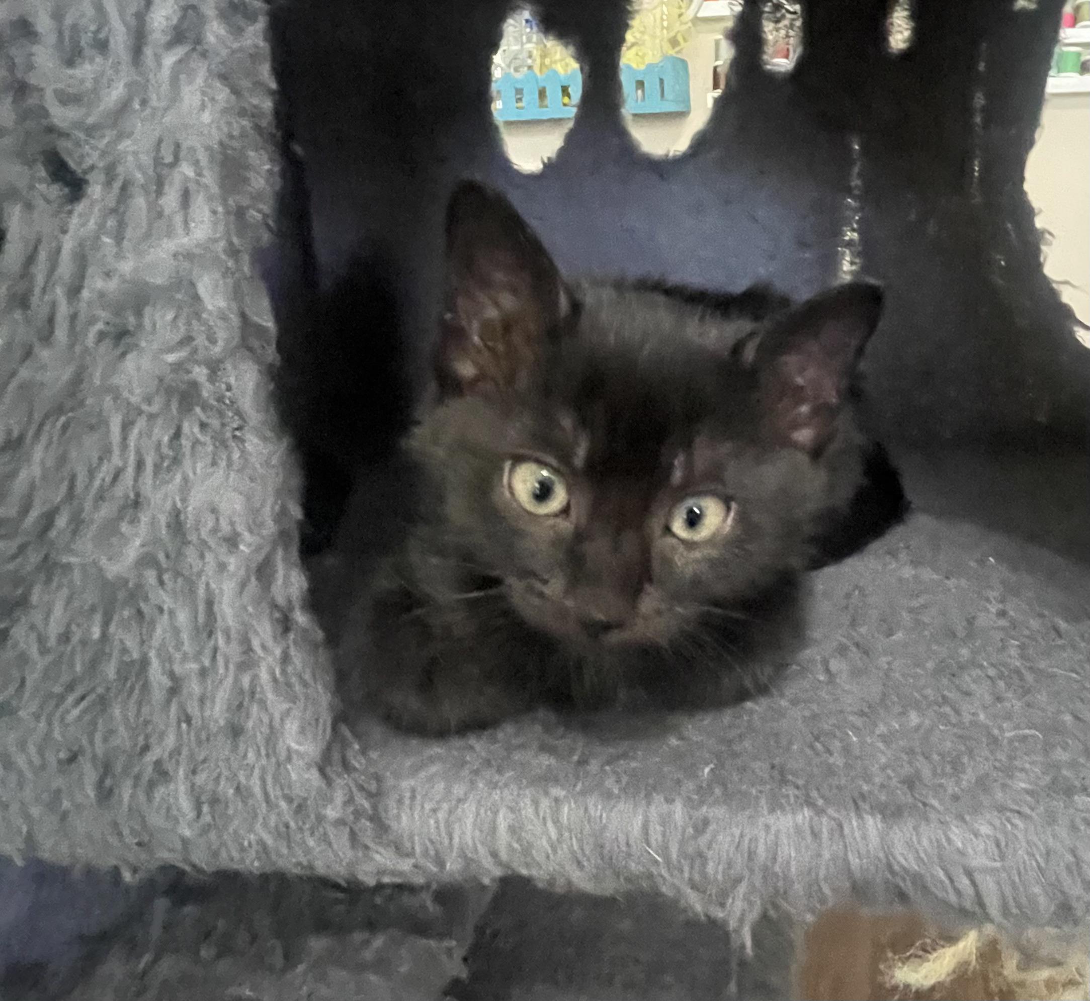 Enlarge Zoloft, a ADOPTABLE Domestic Short Hair in Bryan, TX image 3/4