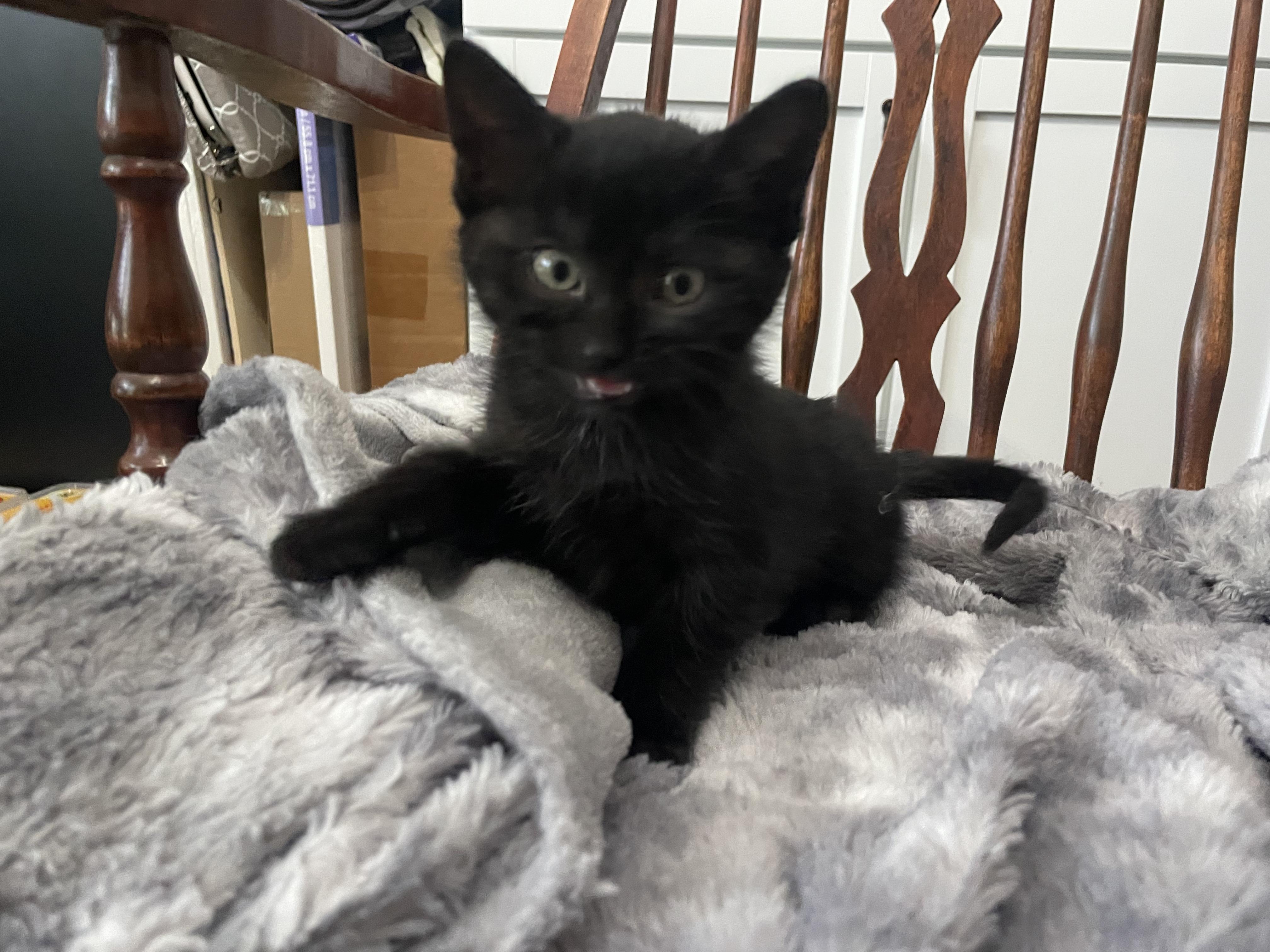Enlarge Zoloft, a ADOPTABLE Domestic Short Hair in Bryan, TX image 1/4