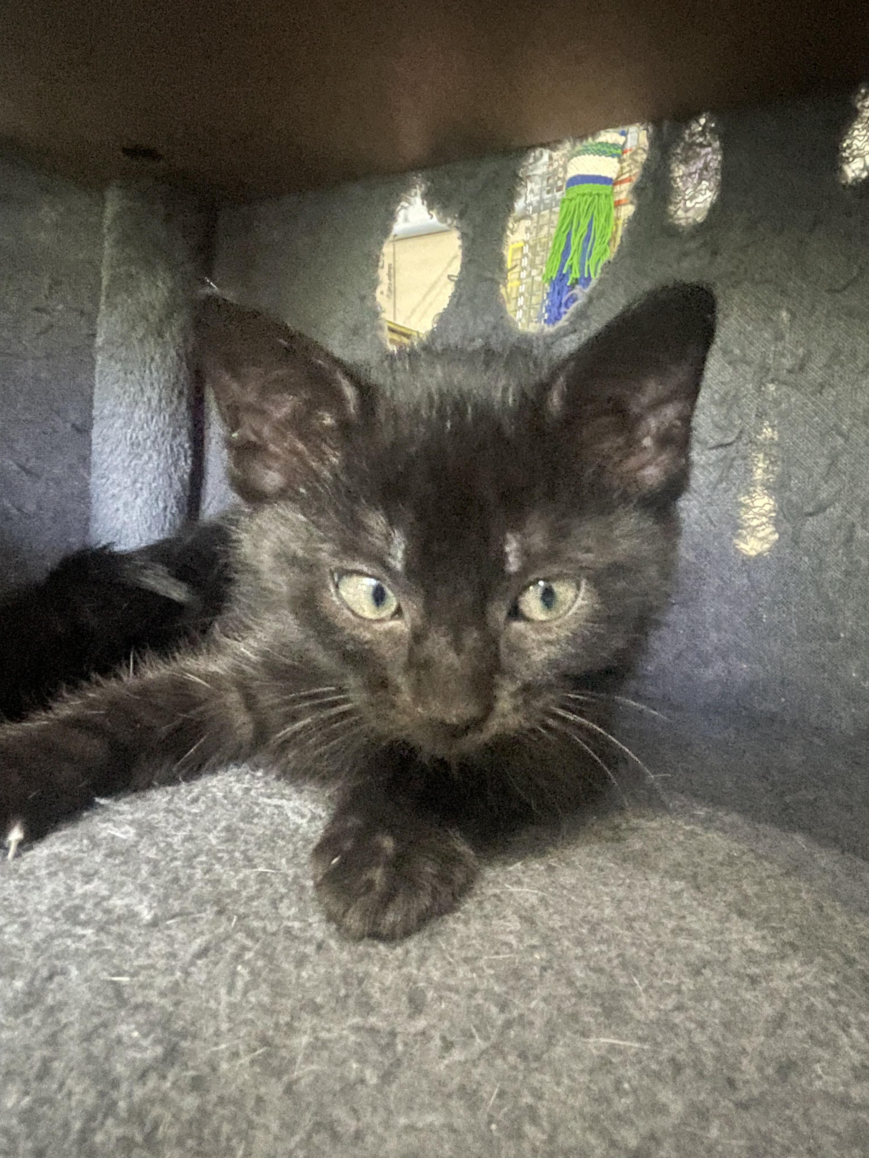 Enlarge Zoloft, a ADOPTABLE Domestic Short Hair in Bryan, TX image 4/4
