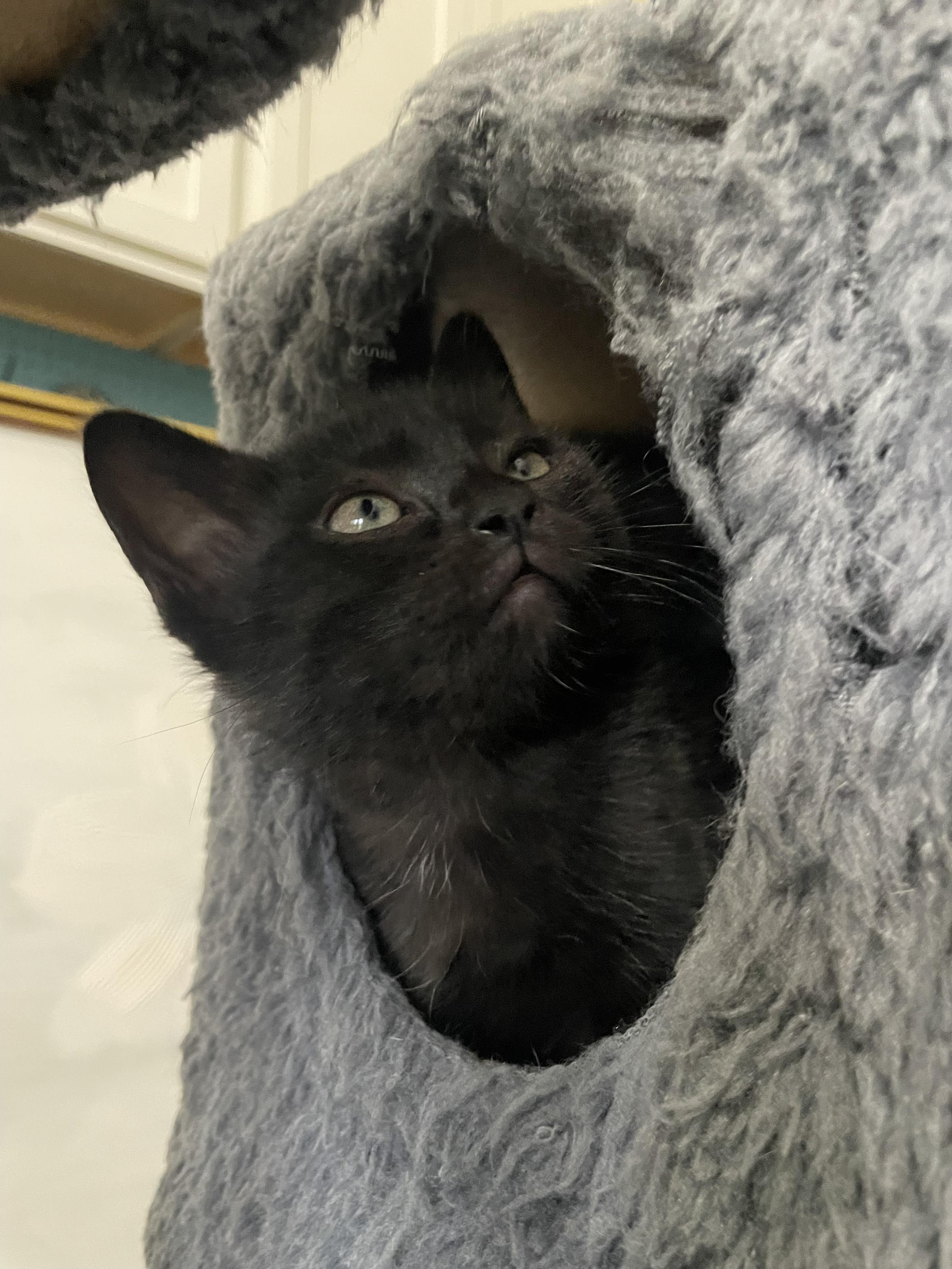 Enlarge Zoloft, a ADOPTABLE Domestic Short Hair in Bryan, TX image 2/4