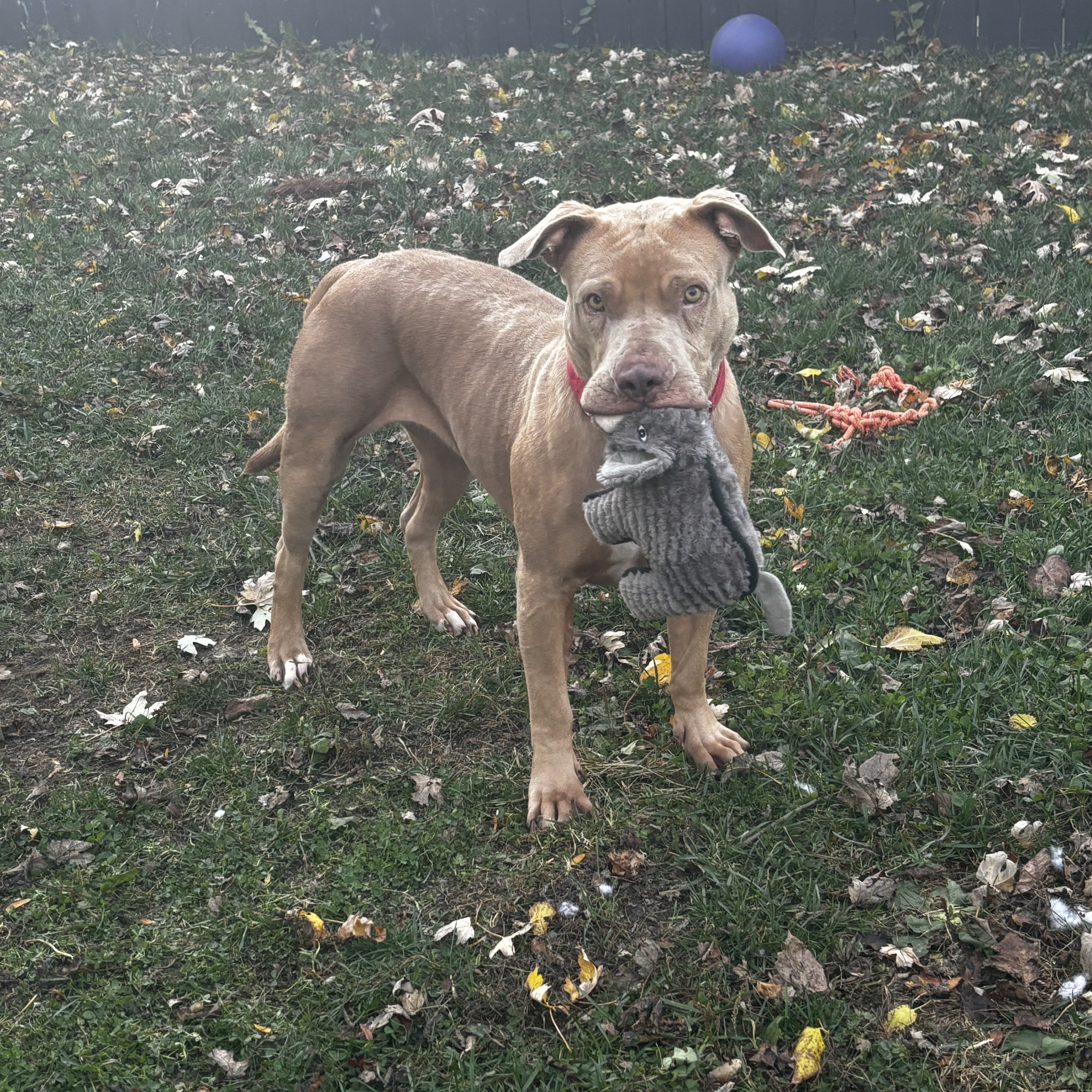 Winnie, a Adoptable mixed breed in Detroit, MI image 2/6