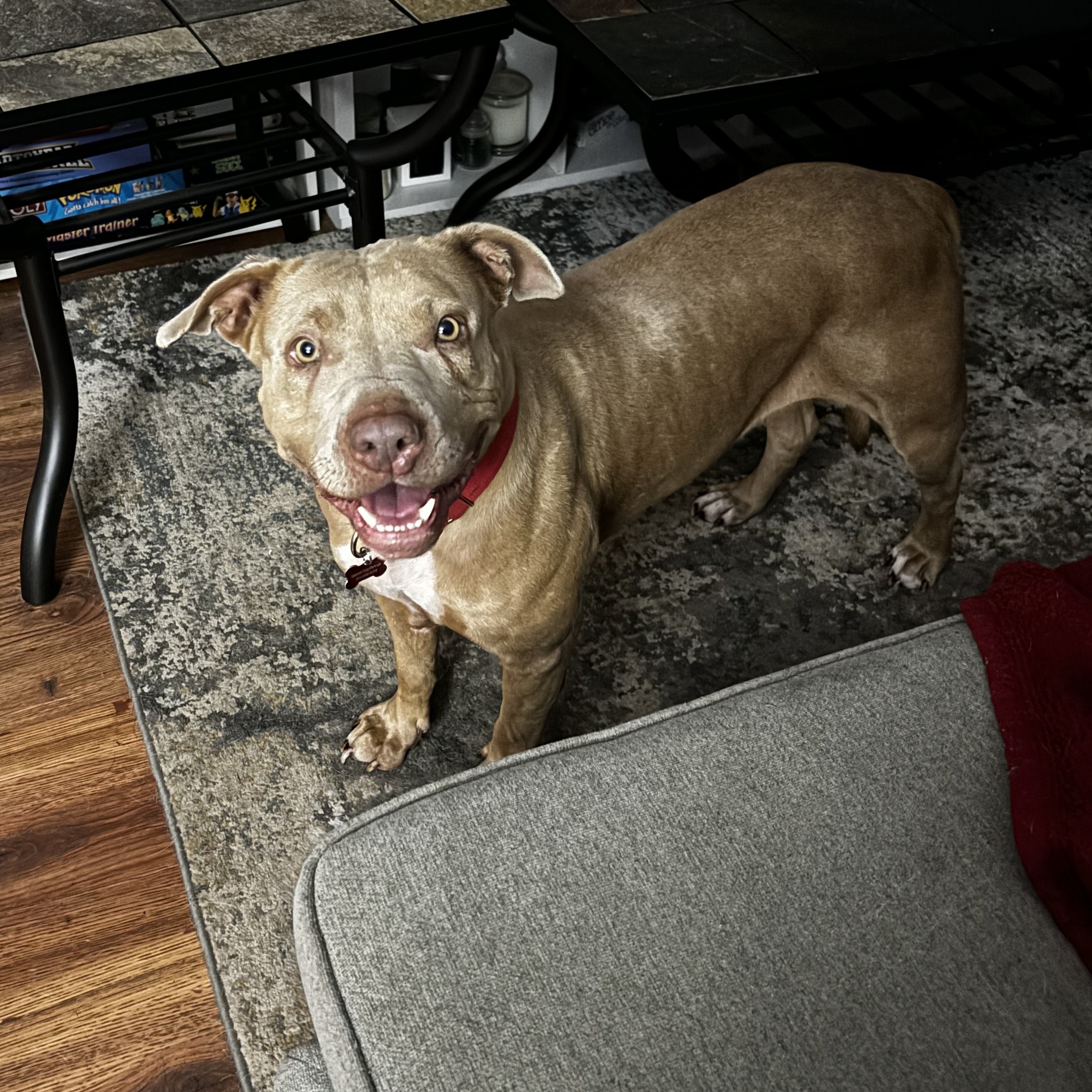 Winnie, a Adoptable mixed breed in Detroit, MI image 3/6