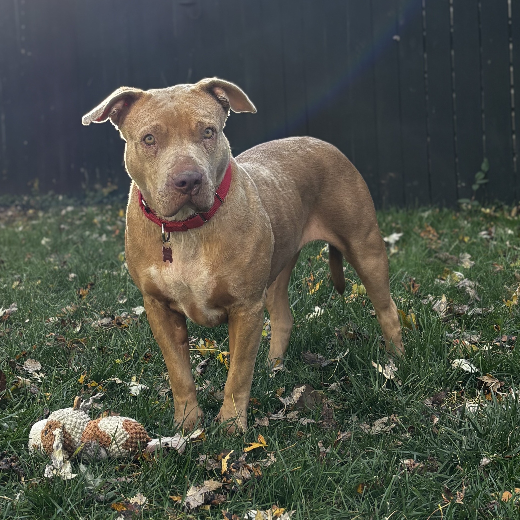 Winnie, a Adoptable mixed breed in Detroit, MI image 4/6