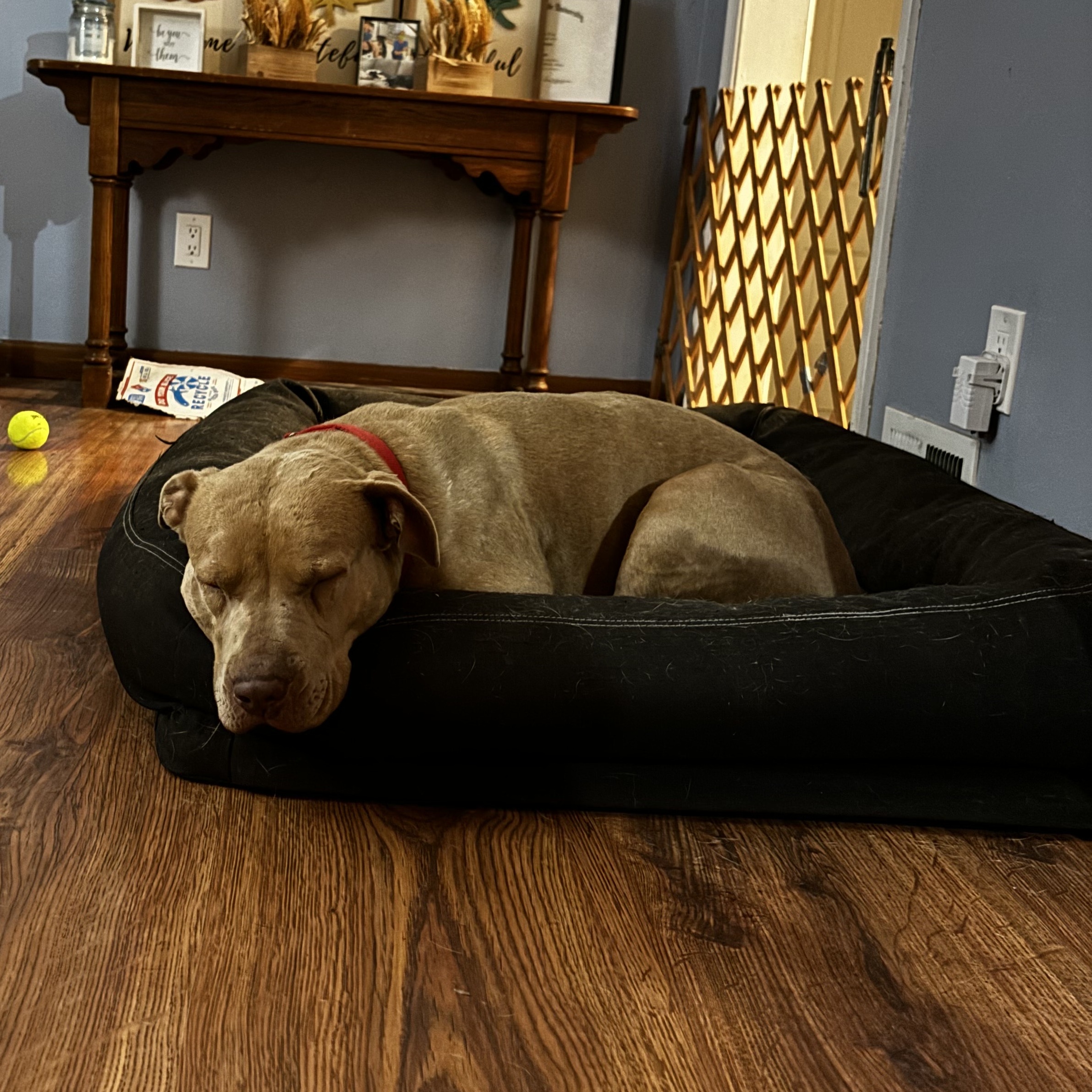 Winnie, a Adoptable mixed breed in Detroit, MI image 5/6