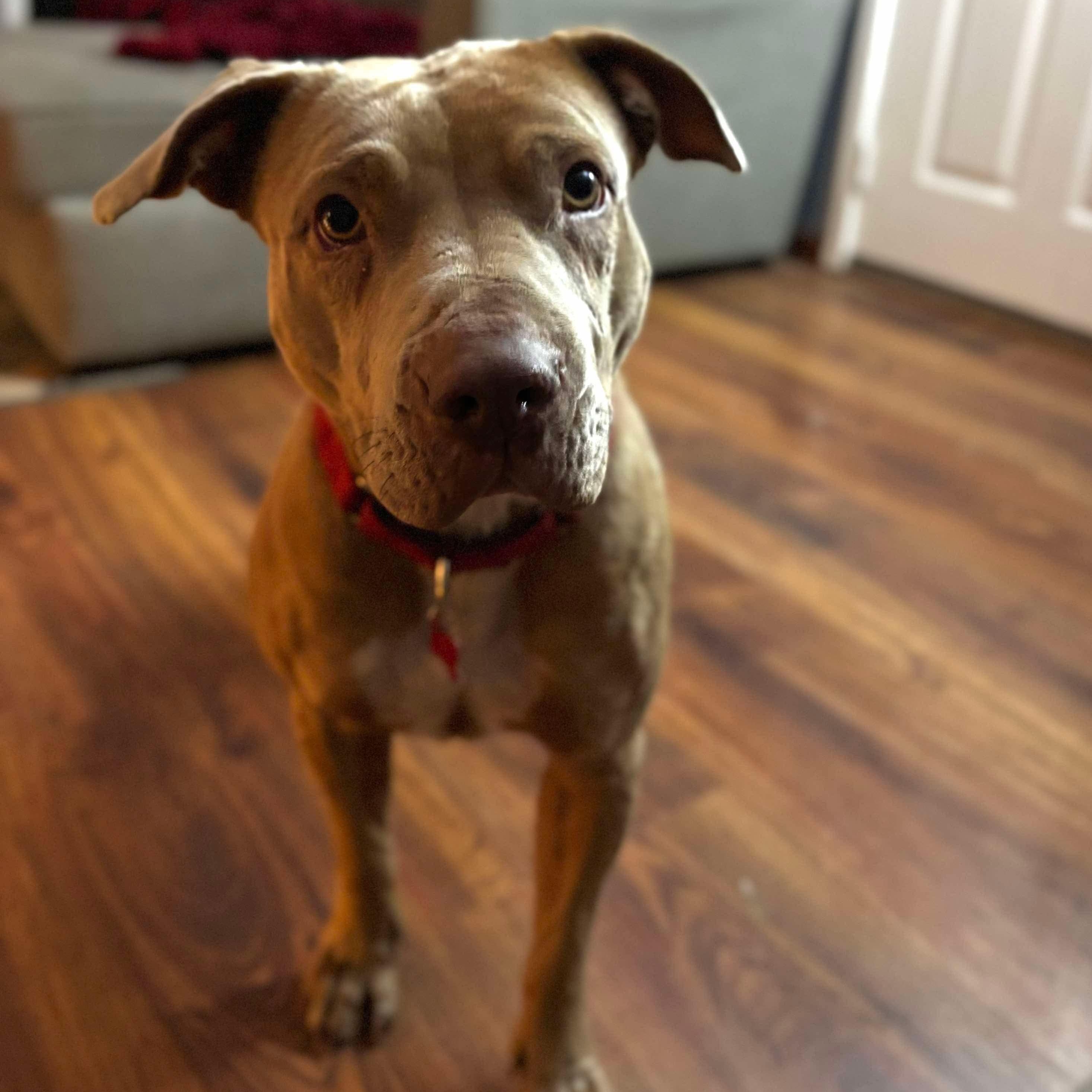 Winnie, a Adoptable mixed breed in Detroit, MI image 1/6