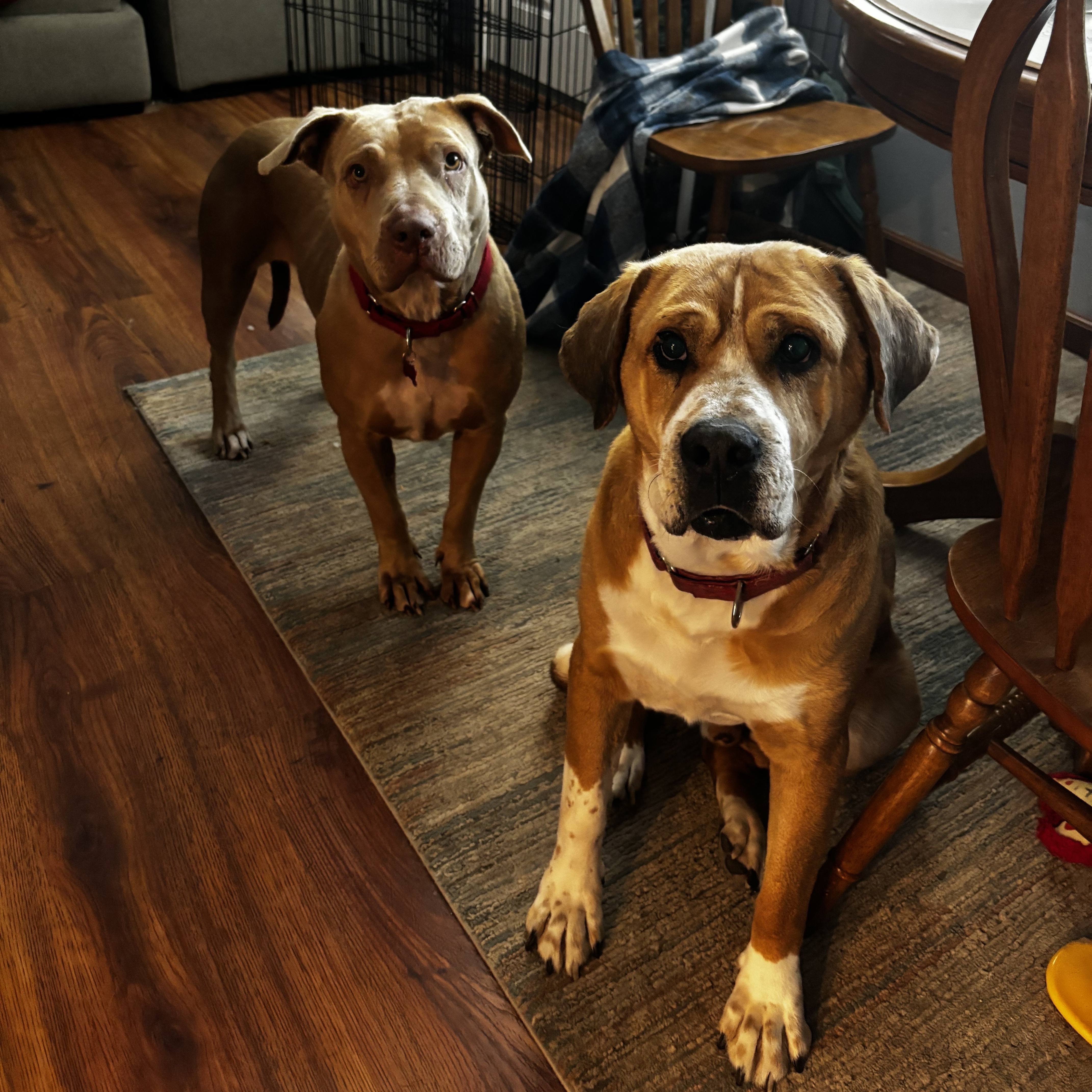 Winnie, a Adoptable mixed breed in Detroit, MI image 6/6