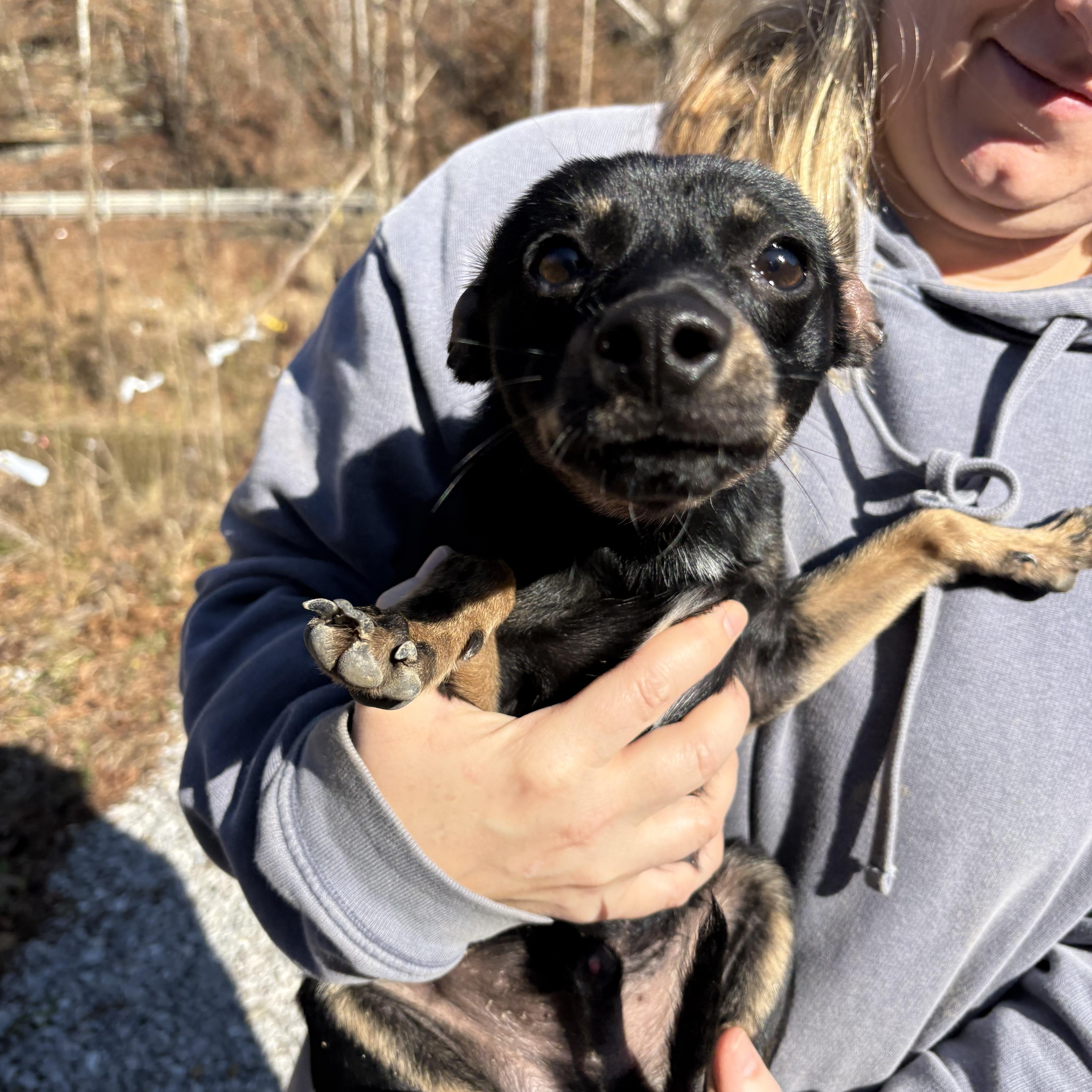 Enlarge Jiminy Christmas , a ADOPTABLE mixed breed in Fisty, KY image 1/2