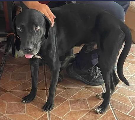 Angus, an adoptable Mixed Breed, Black Labrador Retriever in EL COLORADO, JAL, 48265 | Photo Image 1