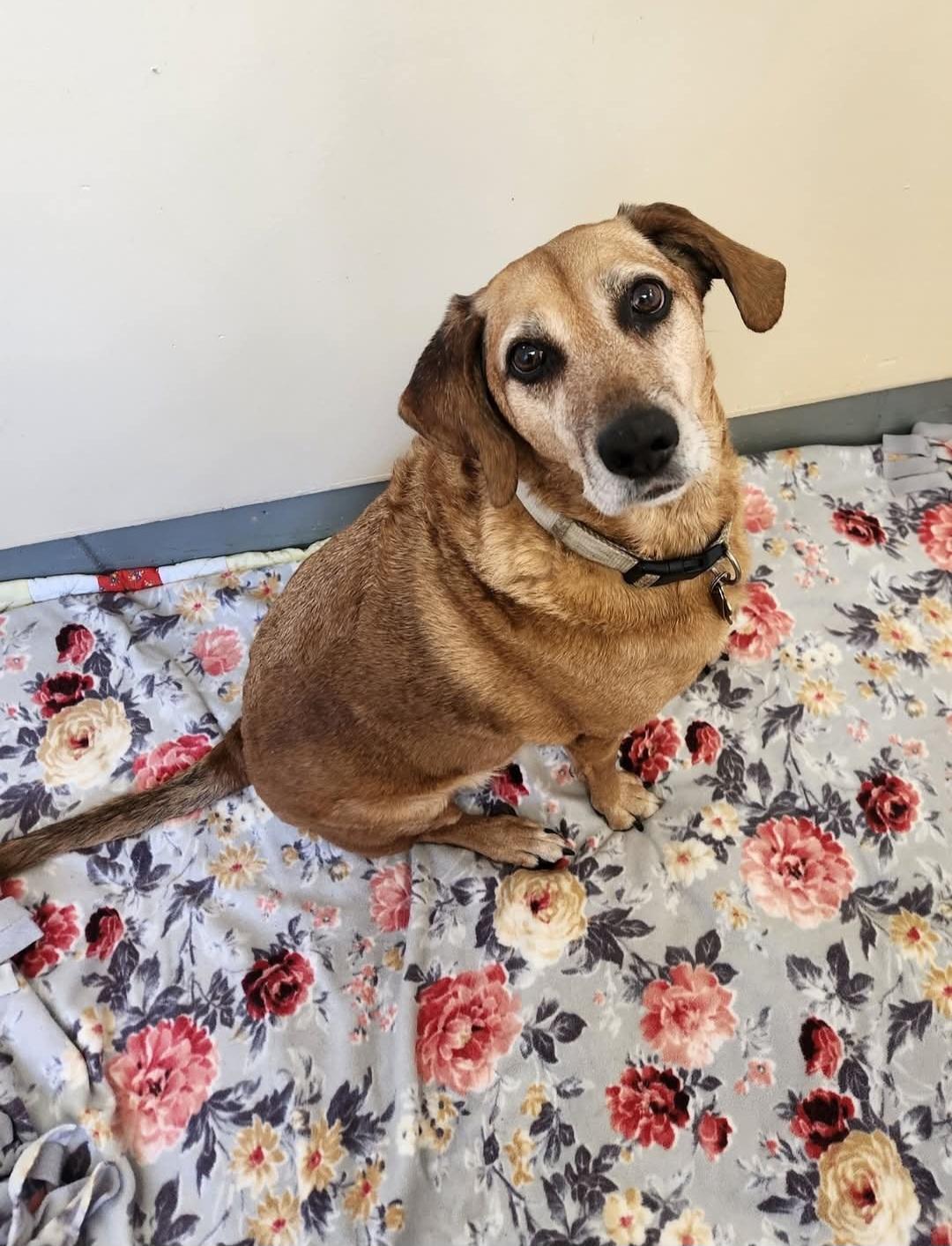 Enlarge Pebbles, a ADOPTABLE mixed breed in Sewaren, NJ image 1/1