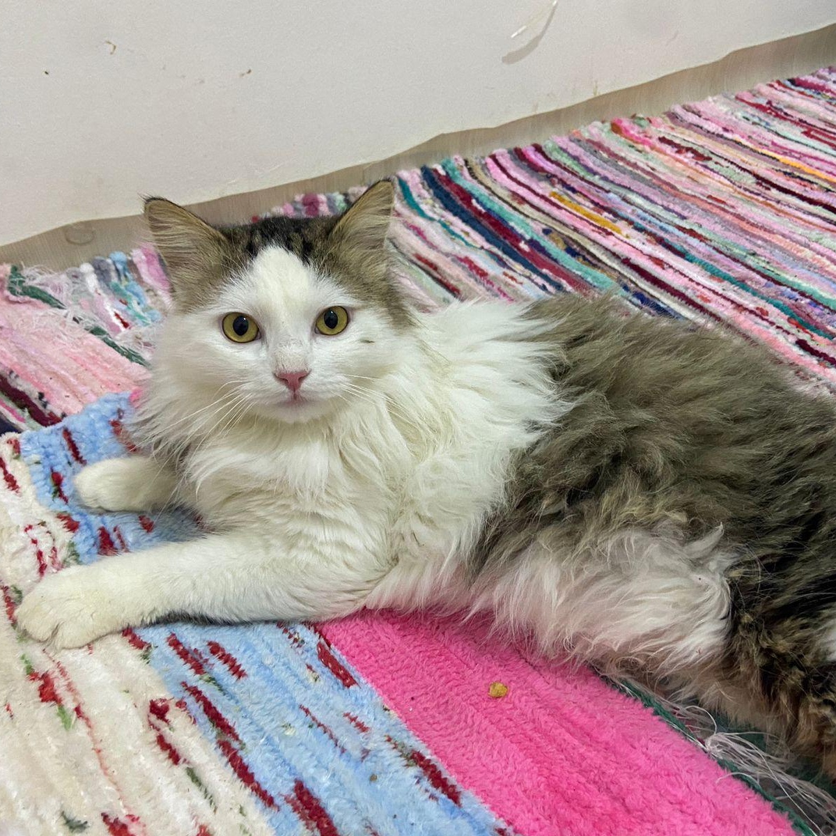 Enlarge SAMMY, a Adopted mixed breed in Mahwah, NJ image 2/5