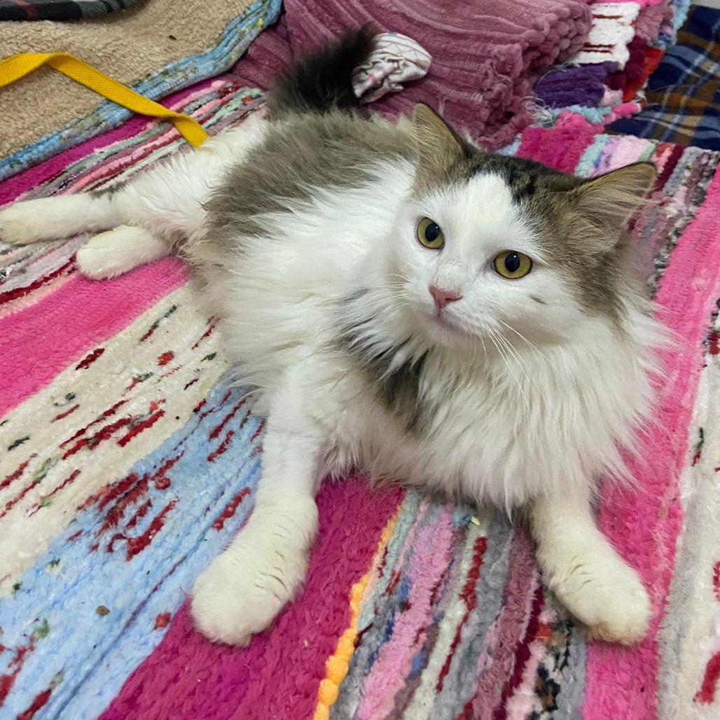 Enlarge SAMMY, a Adopted mixed breed in Mahwah, NJ image 3/5