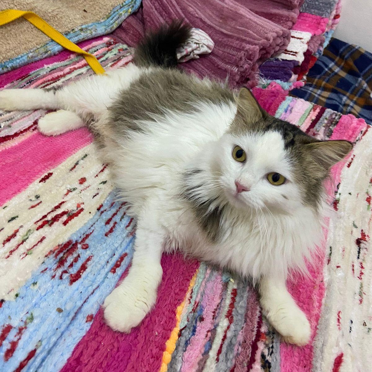 Enlarge SAMMY, a Adopted mixed breed in Mahwah, NJ image 4/5