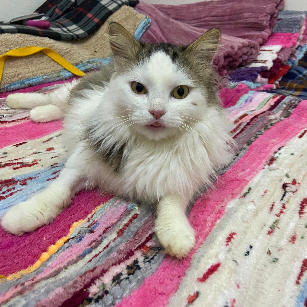 Enlarge SAMMY, a Adopted mixed breed in Mahwah, NJ image 5/5