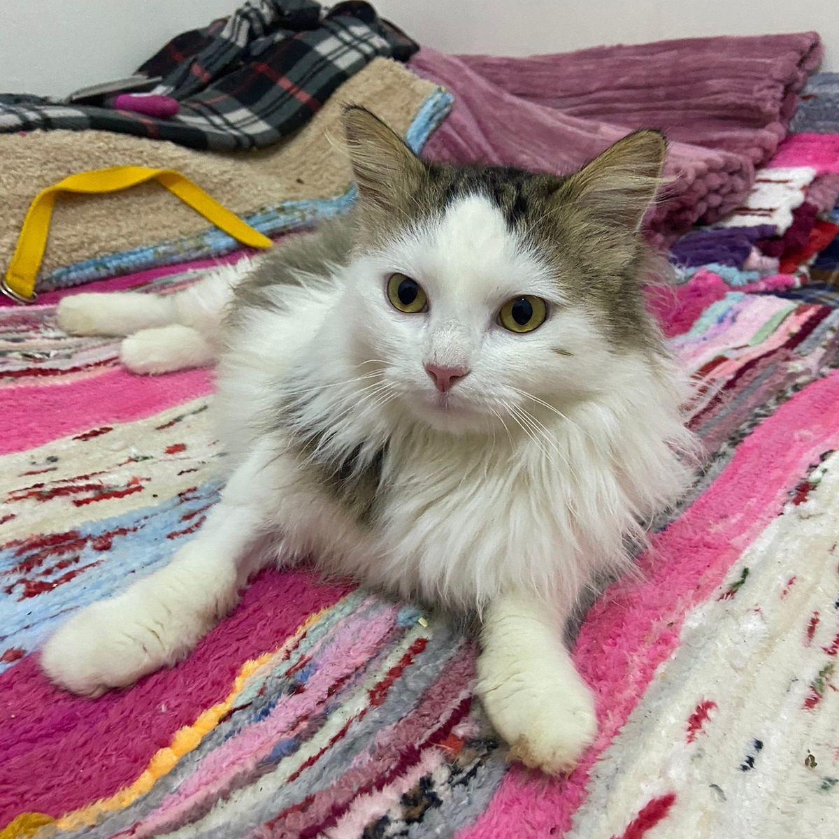 Enlarge SAMMY, a Adopted mixed breed in Mahwah, NJ image 1/5