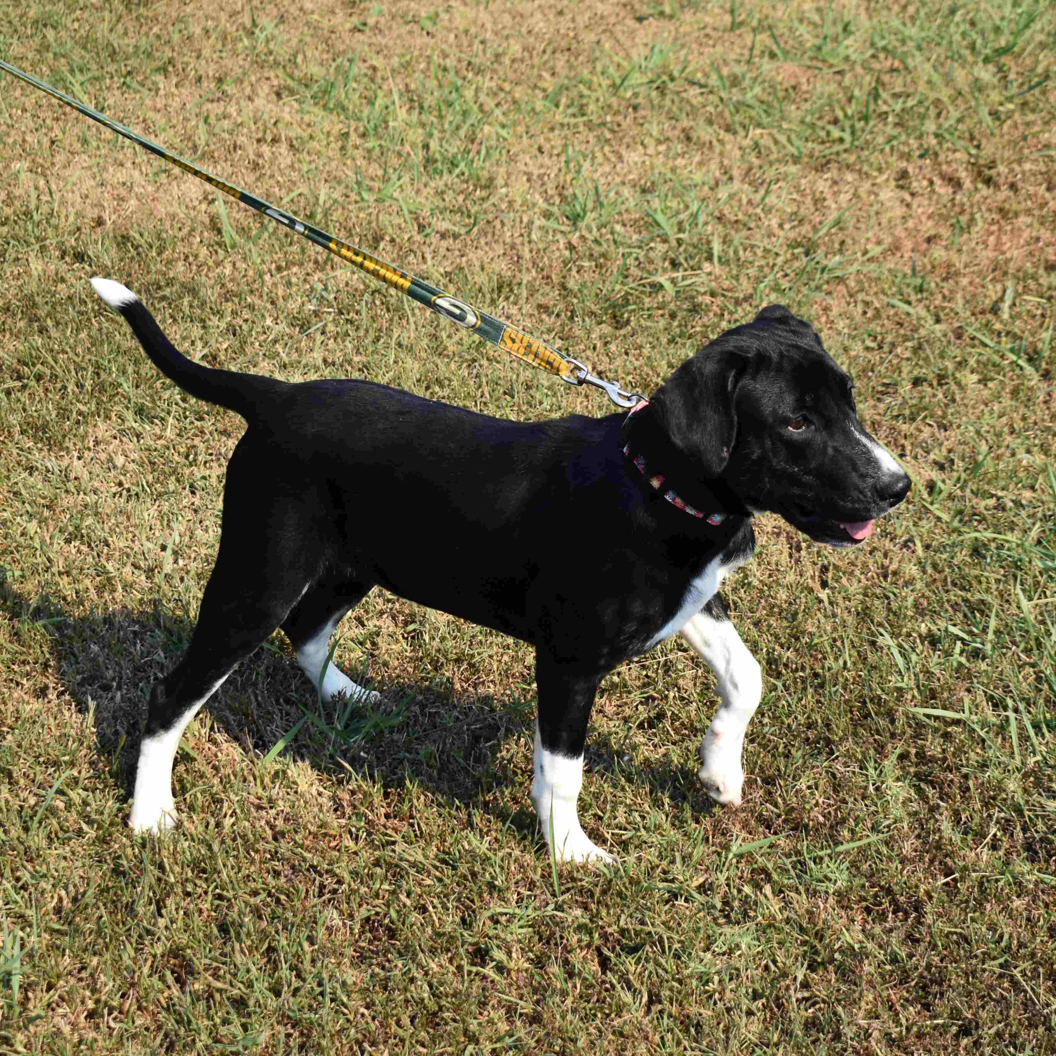 Enlarge Marg, a Adoptable Mixed Breed in Searcy, AR image 3/6