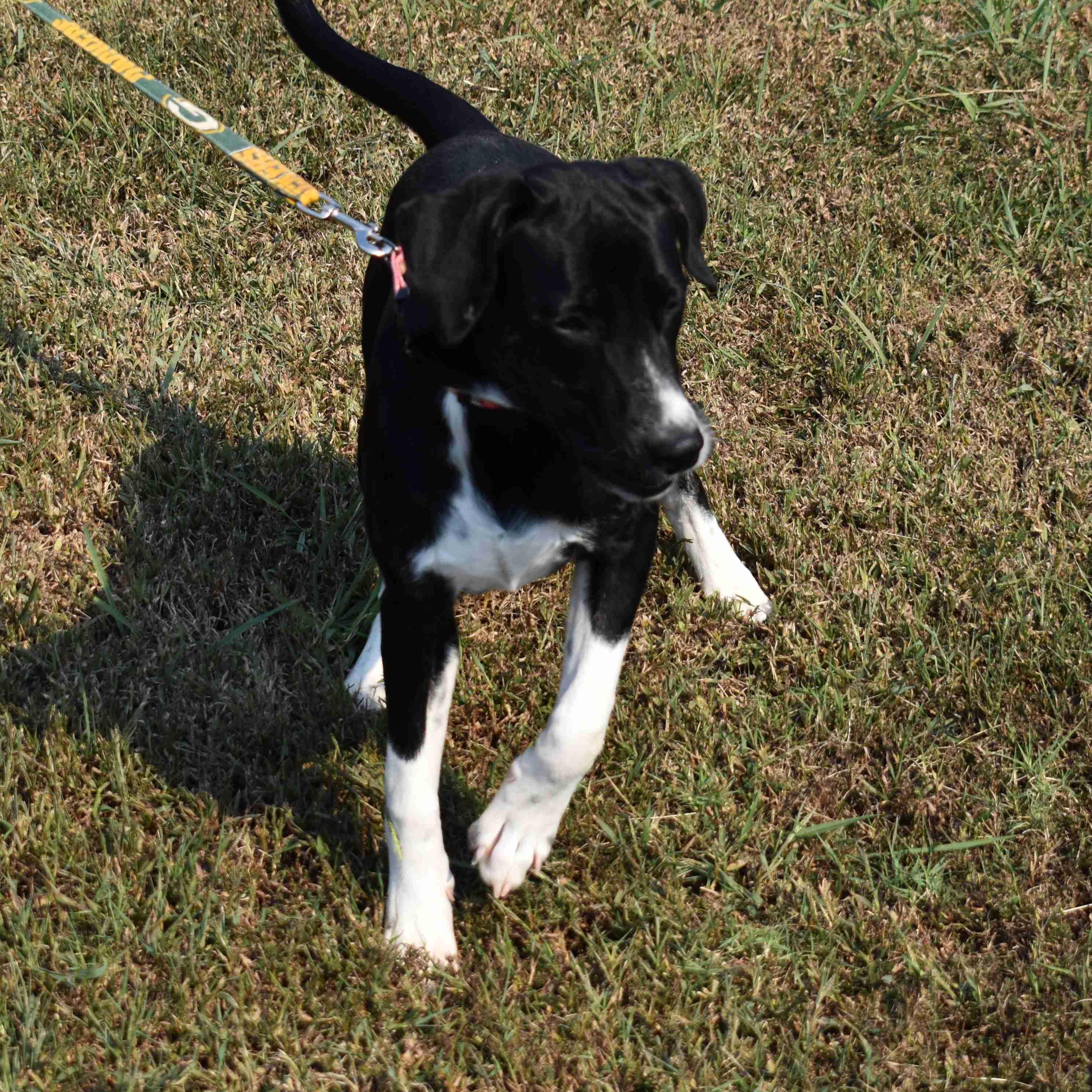Enlarge Marg, a Adoptable Mixed Breed in Searcy, AR image 5/6