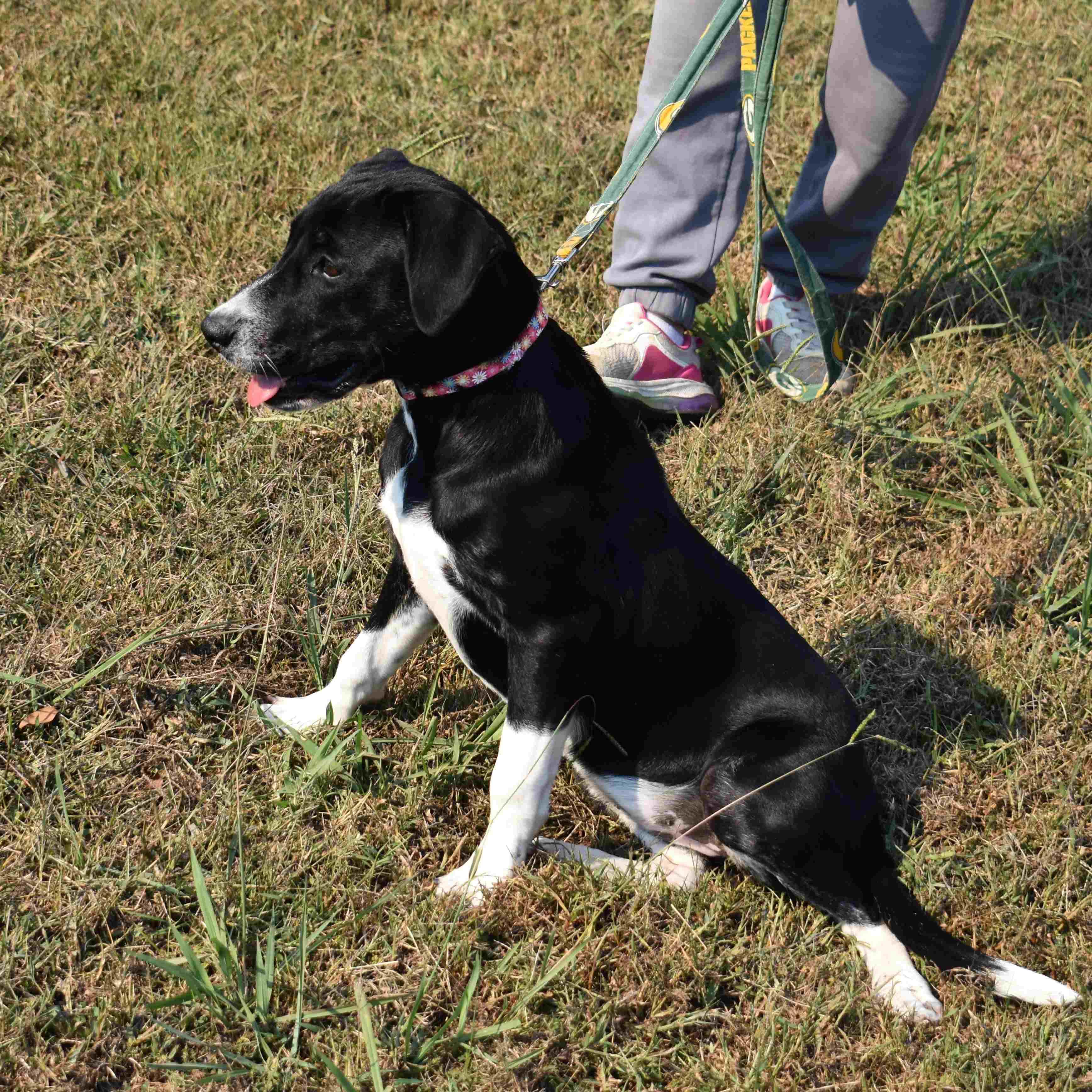 Enlarge Marg, a Adoptable Mixed Breed in Searcy, AR image 4/6