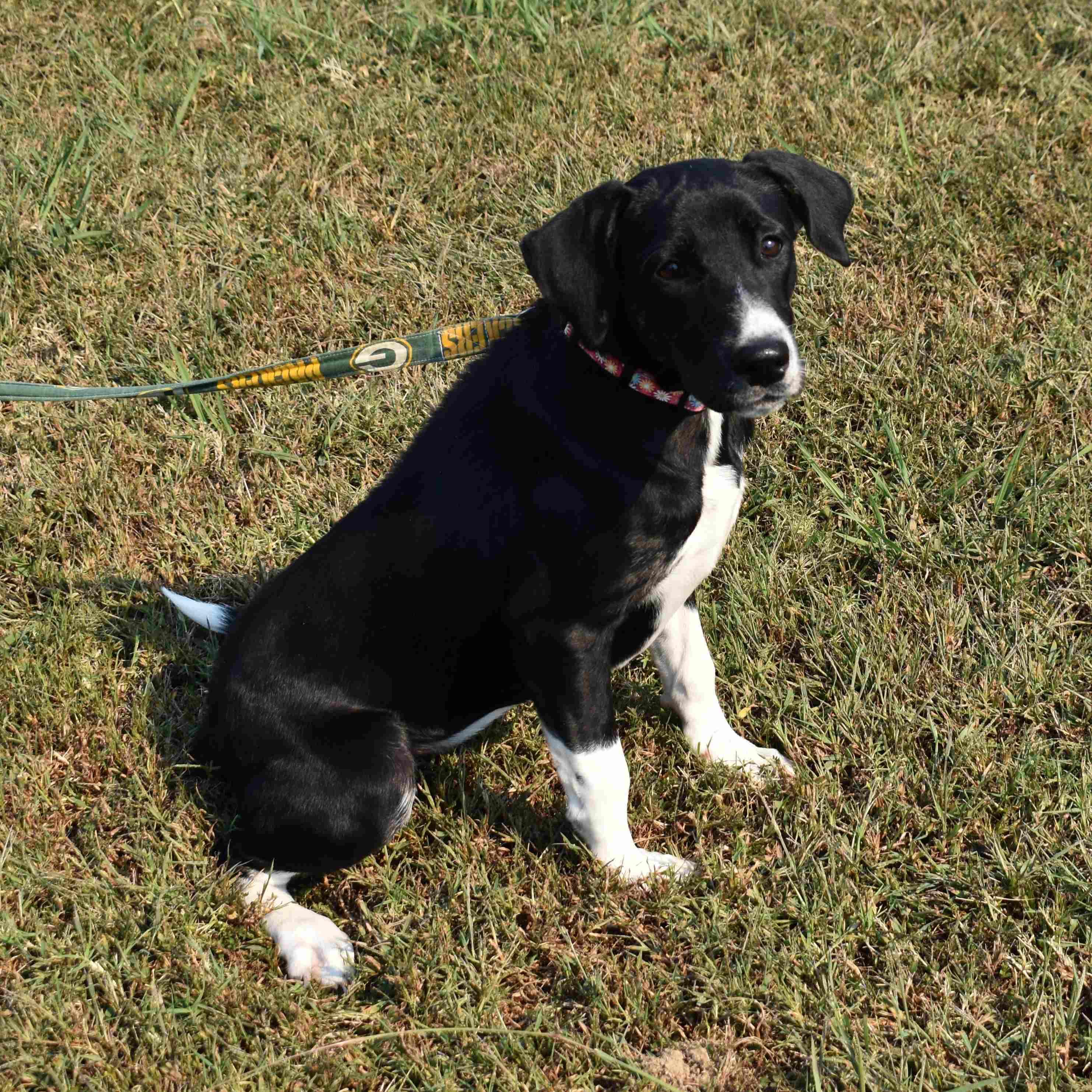 Enlarge Marg, a Adoptable Mixed Breed in Searcy, AR image 6/6