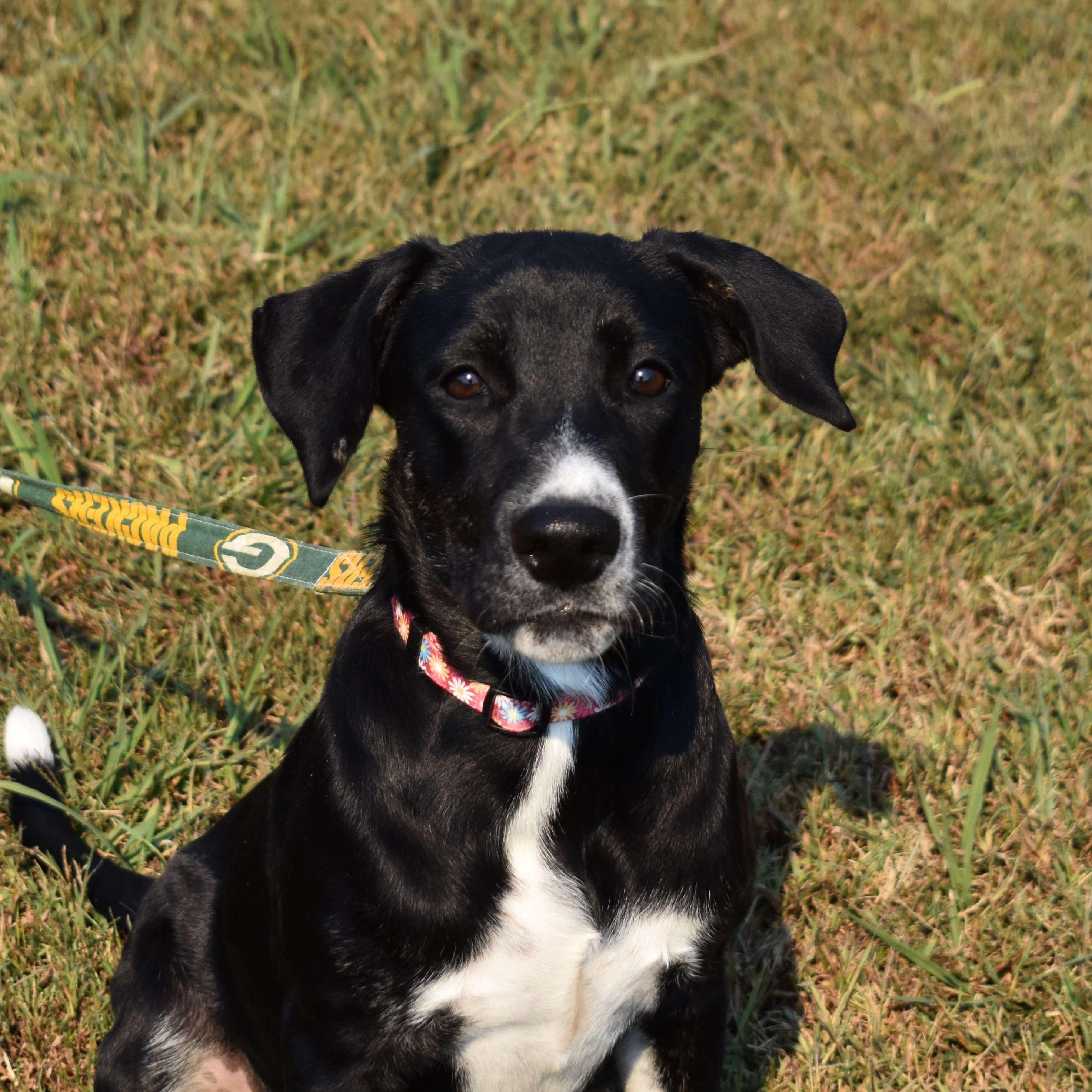 Marg, Adoptable, Puppy Female Mixed Breed.