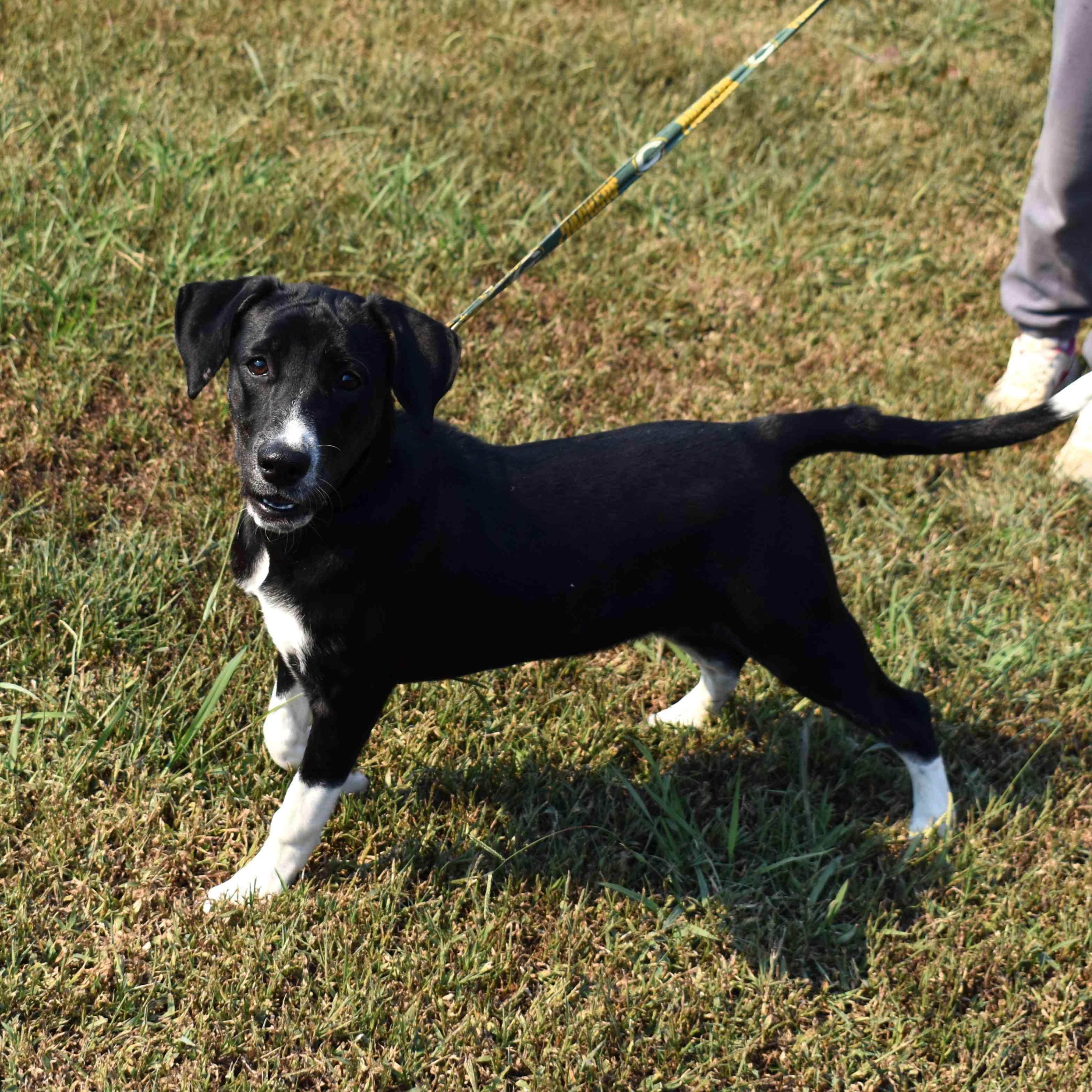 Enlarge Marg, a Adoptable Mixed Breed in Searcy, AR image 2/6