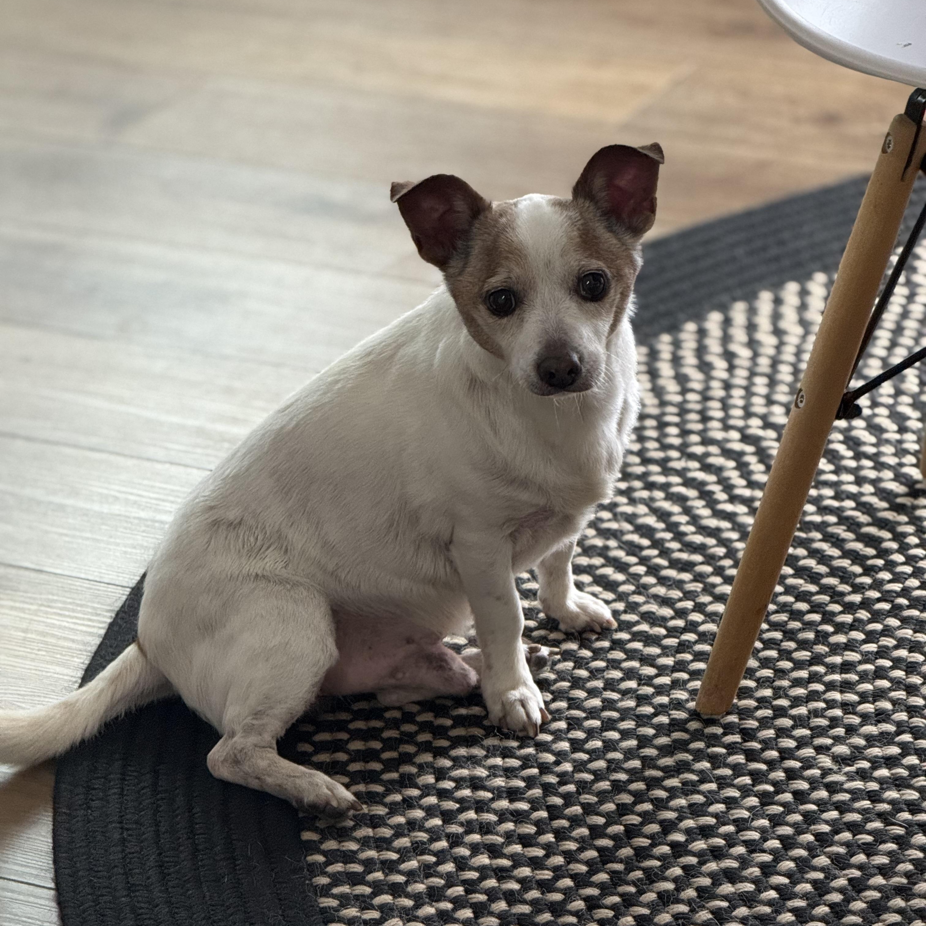 Enlarge Tyson, a ADOPTABLE mixed breed in Rock Hill, SC image 4/6