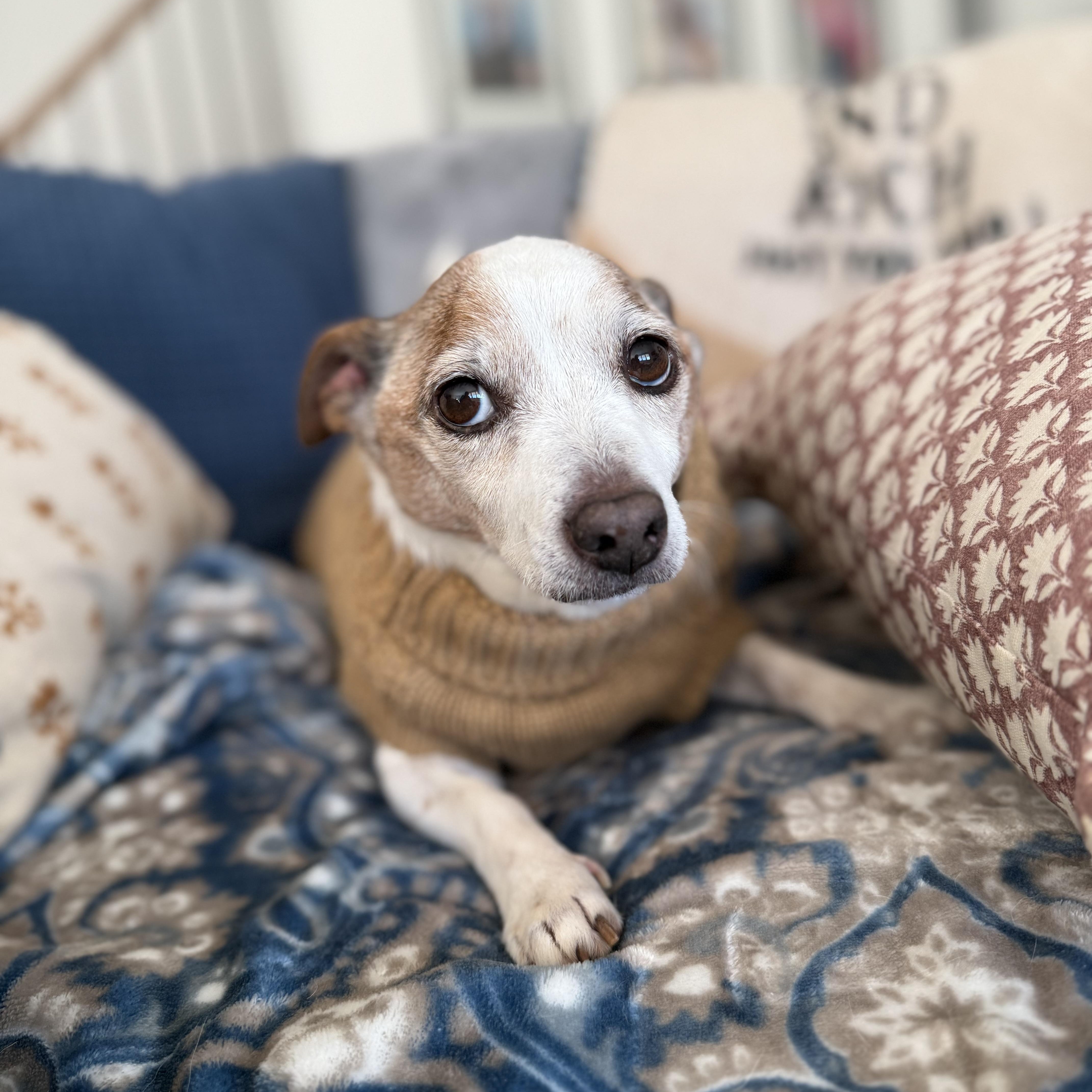 Enlarge Tyson, a ADOPTABLE mixed breed in Rock Hill, SC image 3/6