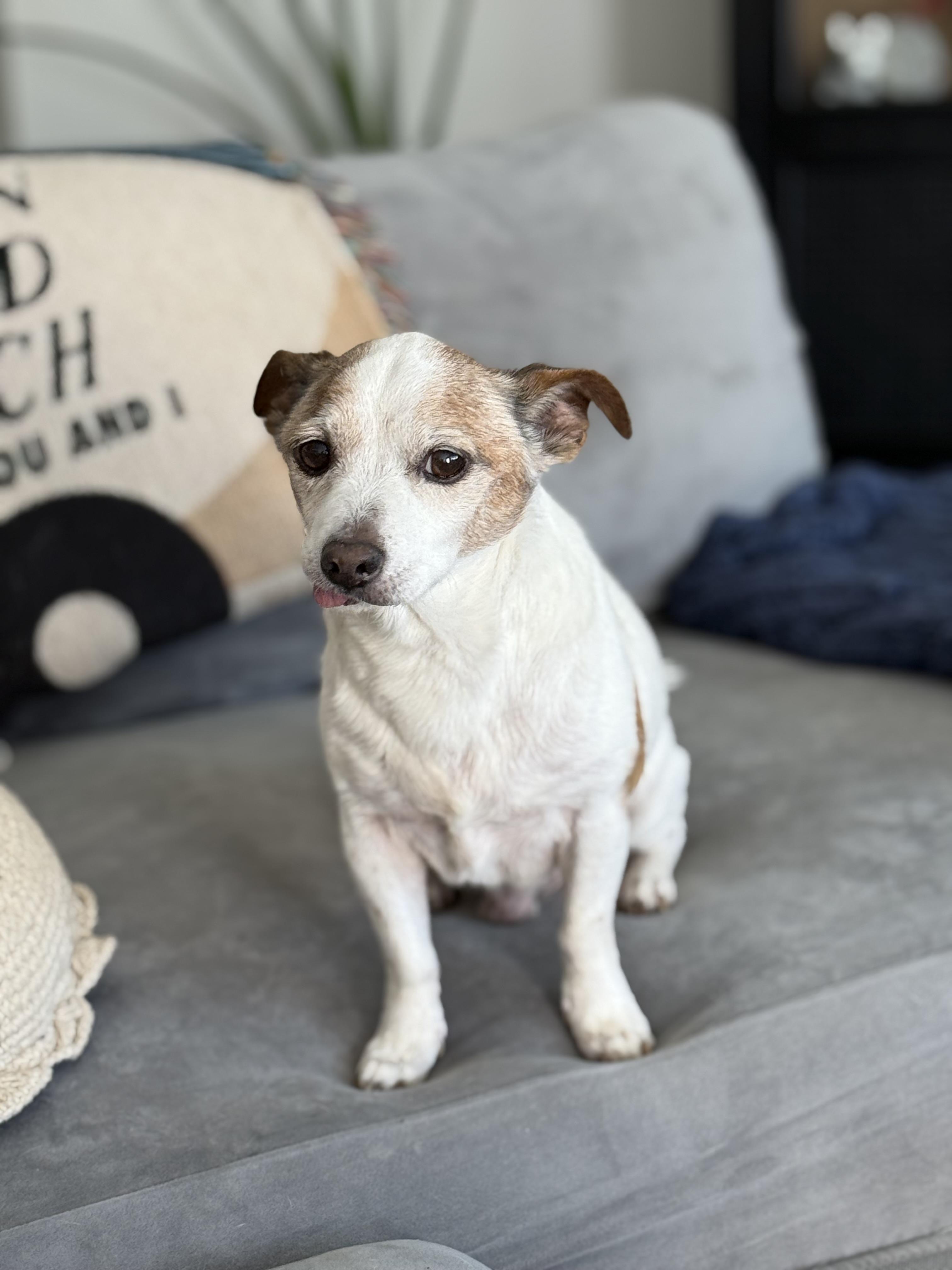 Enlarge Tyson, a ADOPTABLE mixed breed in Rock Hill, SC image 2/6