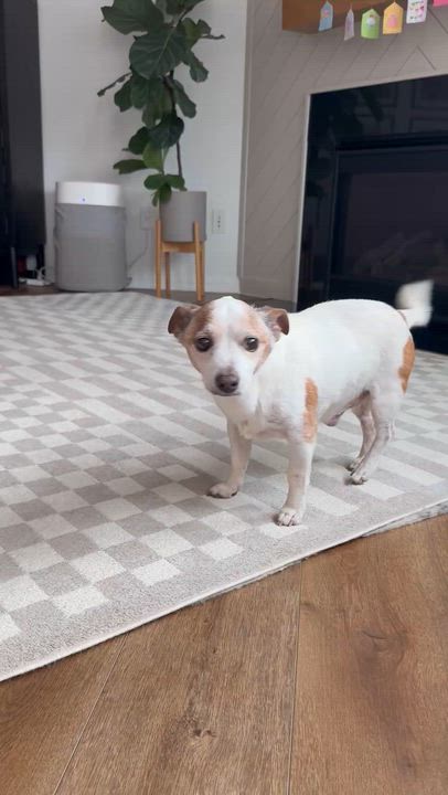 Enlarge Tyson, a ADOPTABLE mixed breed in Rock Hill, SC video 6/6