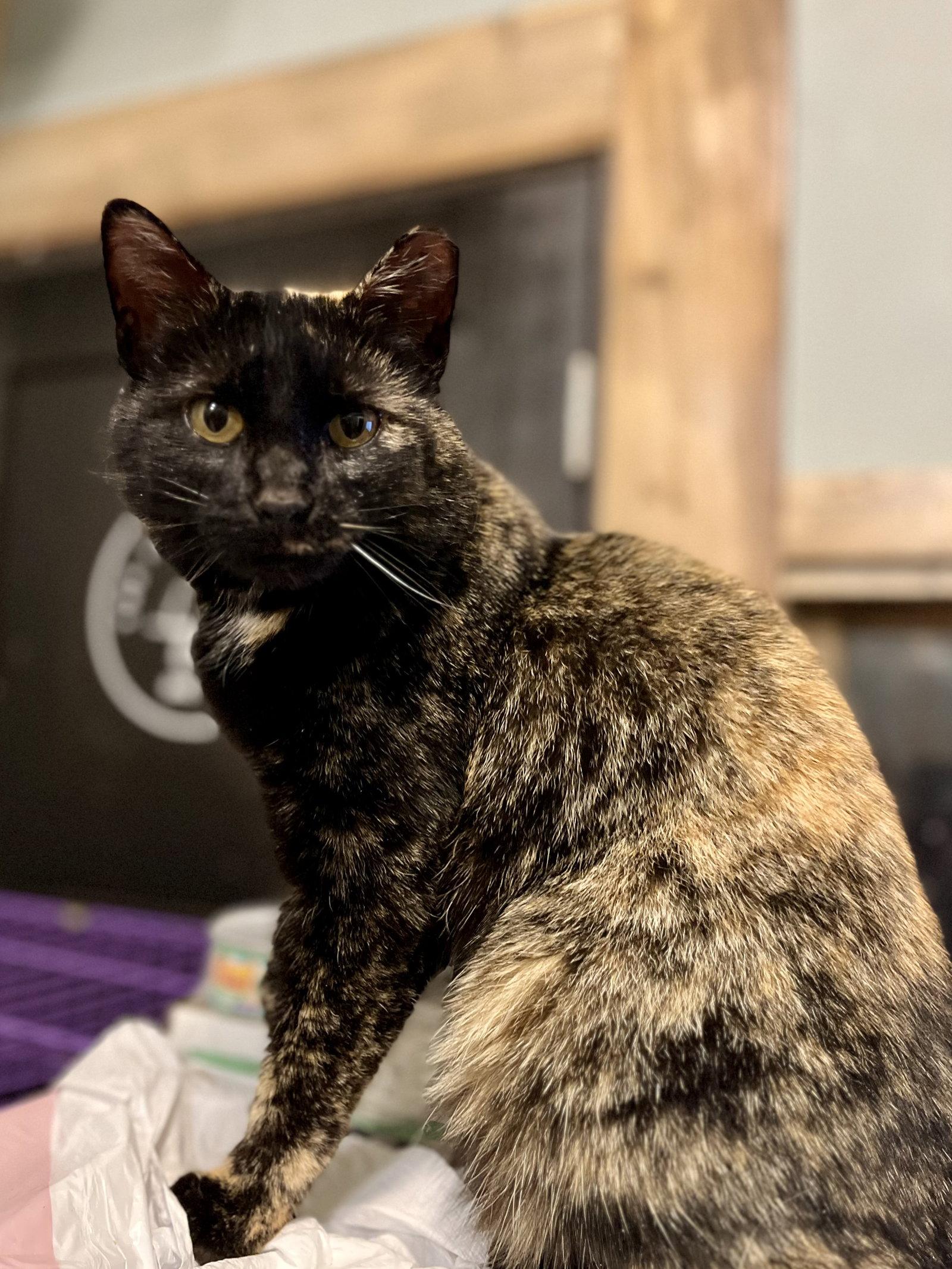 Beauty, Adopted, Adult Female Tortoiseshell & Domestic Short Hair.