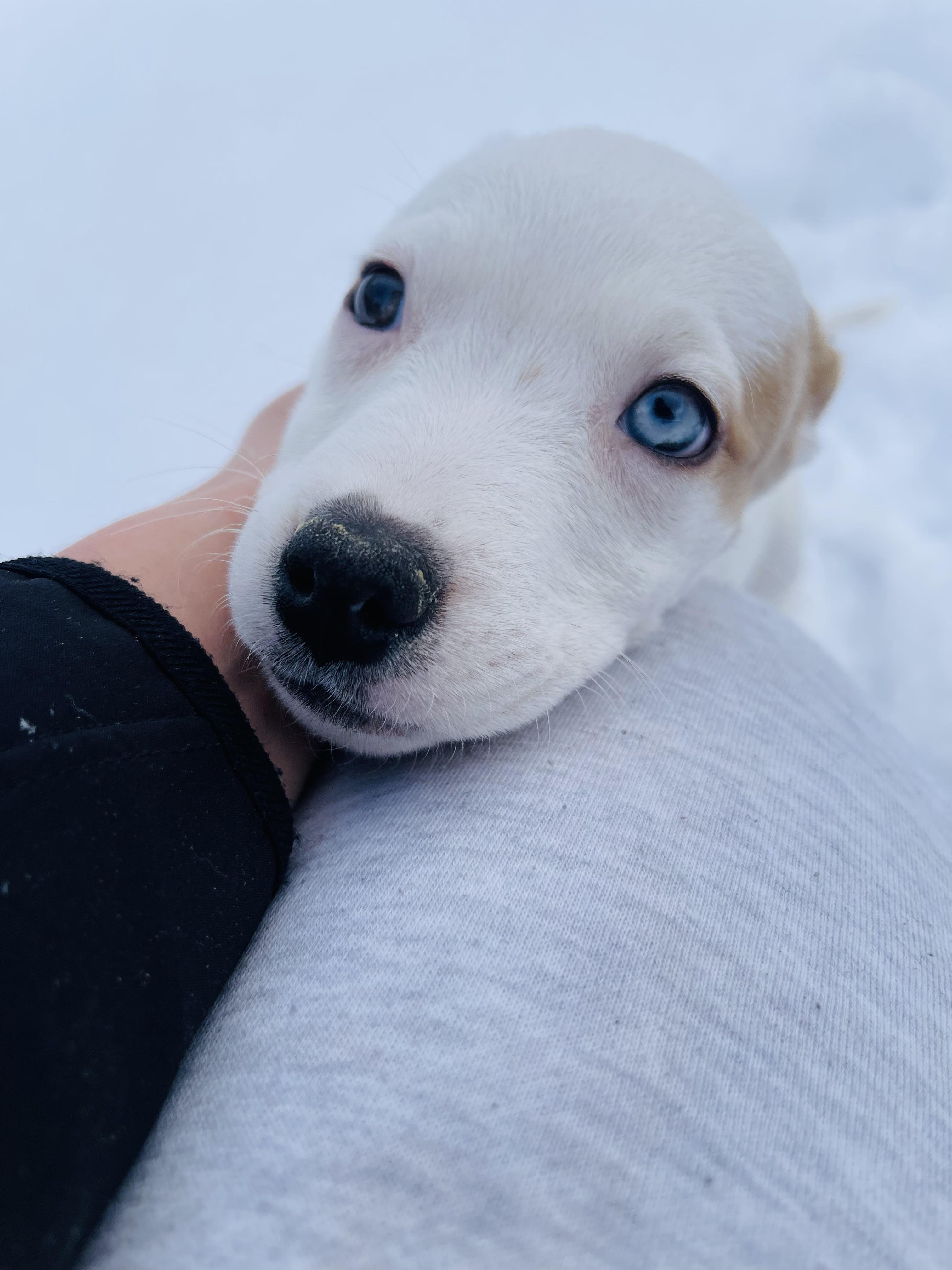 Enlarge Katie, a ADOPTABLE mixed breed in Winter, WI image 2/2