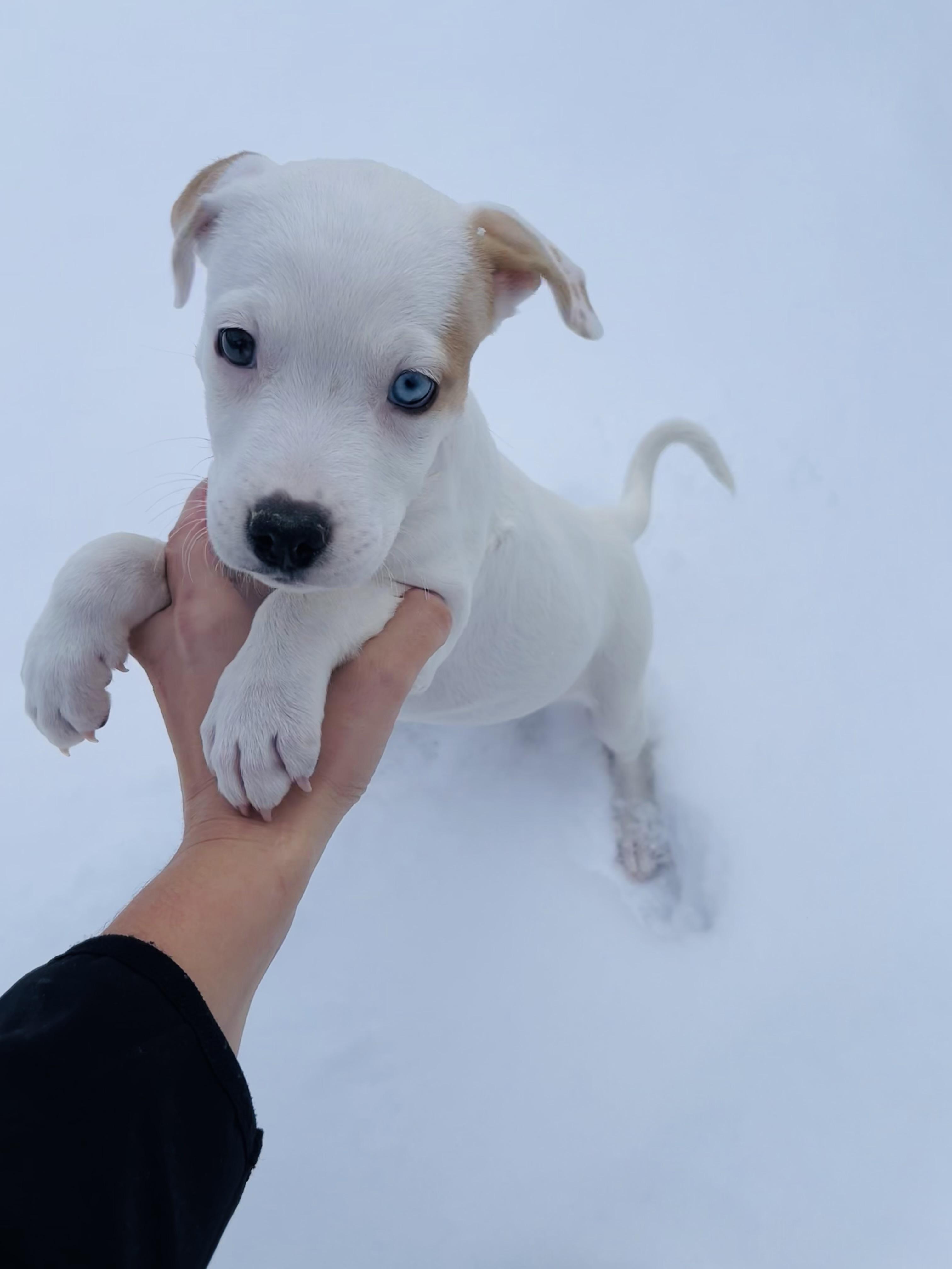 Katie, ADOPTABLE, Puppy Female Boxer & Catahoula Leopard Dog.