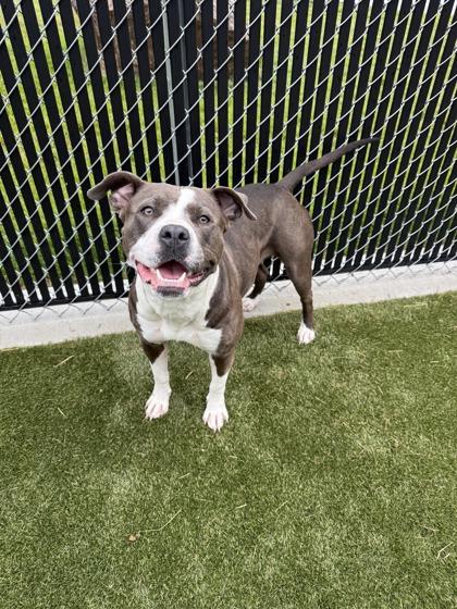 Wrench, a Adoptable mixed breed in Lafayette, IN image 1/3