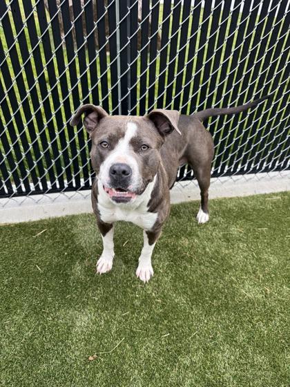 Wrench, a Adoptable mixed breed in Lafayette, IN image 2/3