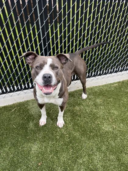 Wrench, a Adoptable mixed breed in Lafayette, IN image 3/3
