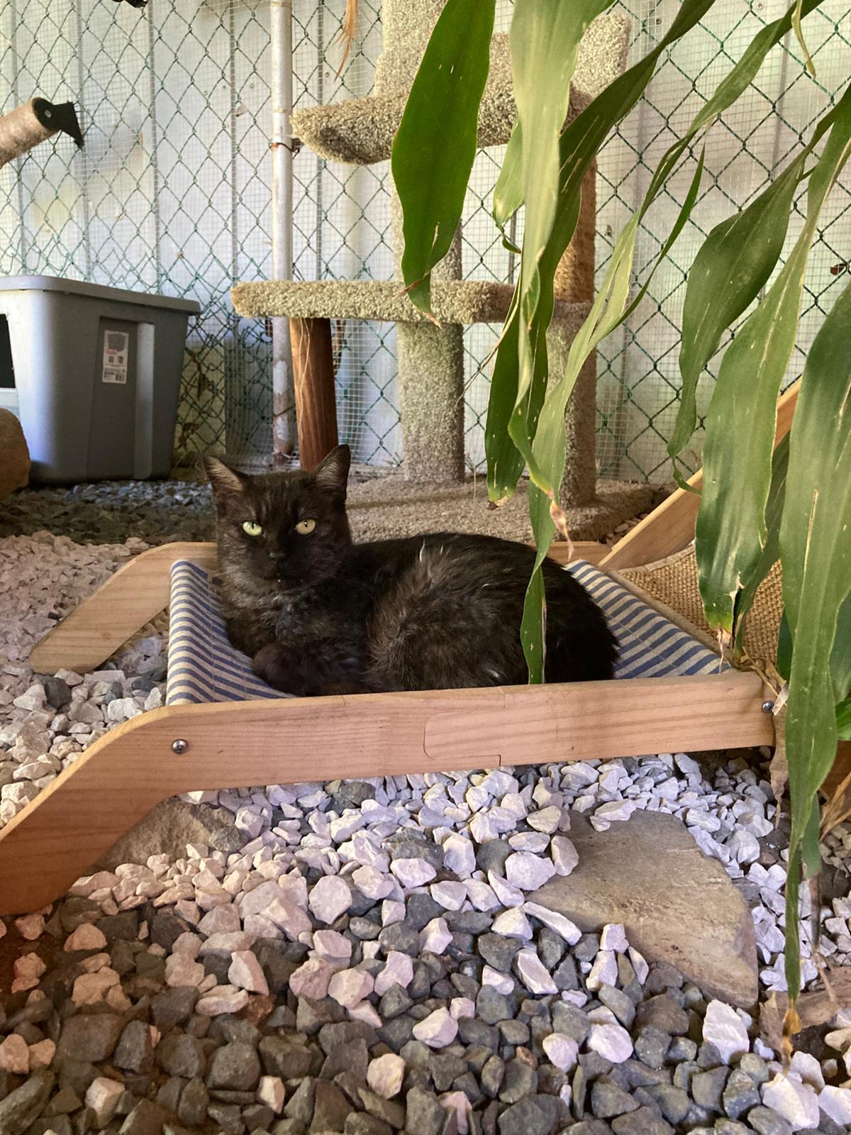 Nochelina, an adopted Domestic Short Hair in San Juan, PR image 3/6
