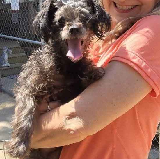 Enlarge Sophie, an adopted mixed breed in Athens, AL image 3/3