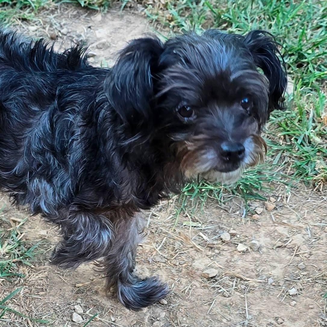 Enlarge Sophie, an adopted mixed breed in Athens, AL image 1/3