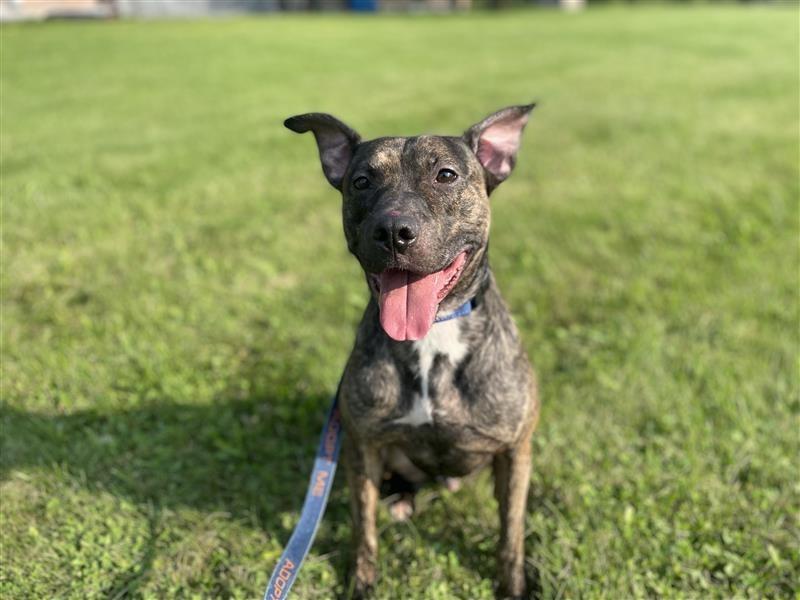 Enlarge Remi Blue, a Adoptable Pit Bull Terrier in Gloversville, NY image 1/5