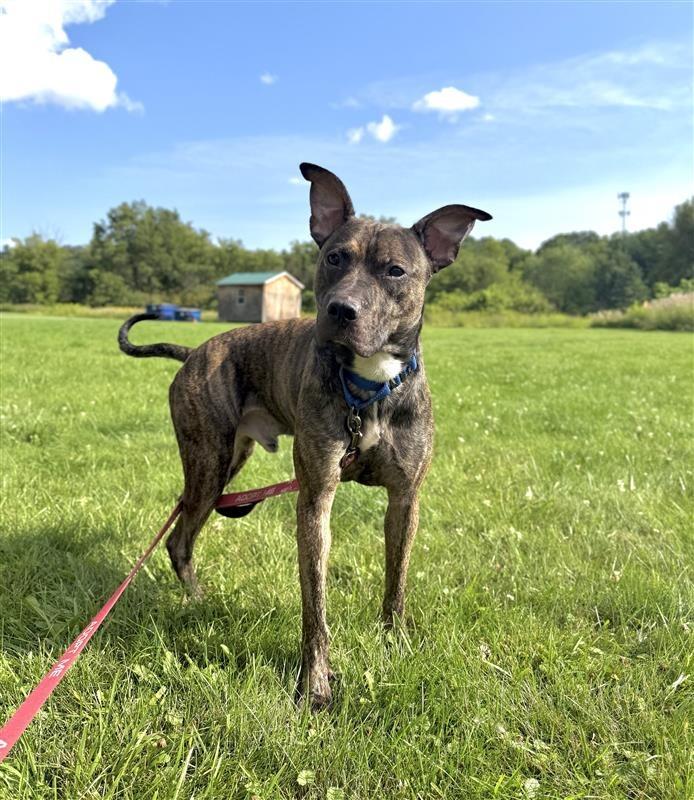 Enlarge Remi Blue, a Adoptable Pit Bull Terrier in Gloversville, NY image 2/5