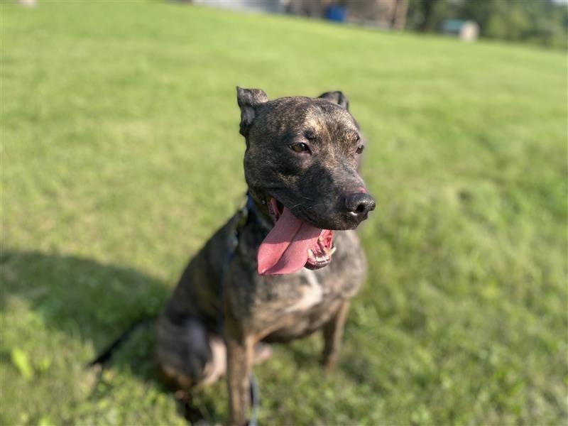 Enlarge Remi Blue, a Adoptable Pit Bull Terrier in Gloversville, NY image 3/5