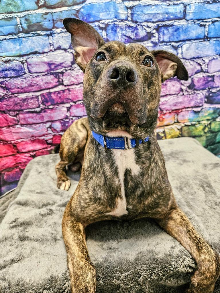 Enlarge Remi Blue, a Adoptable Pit Bull Terrier in Gloversville, NY image 4/5