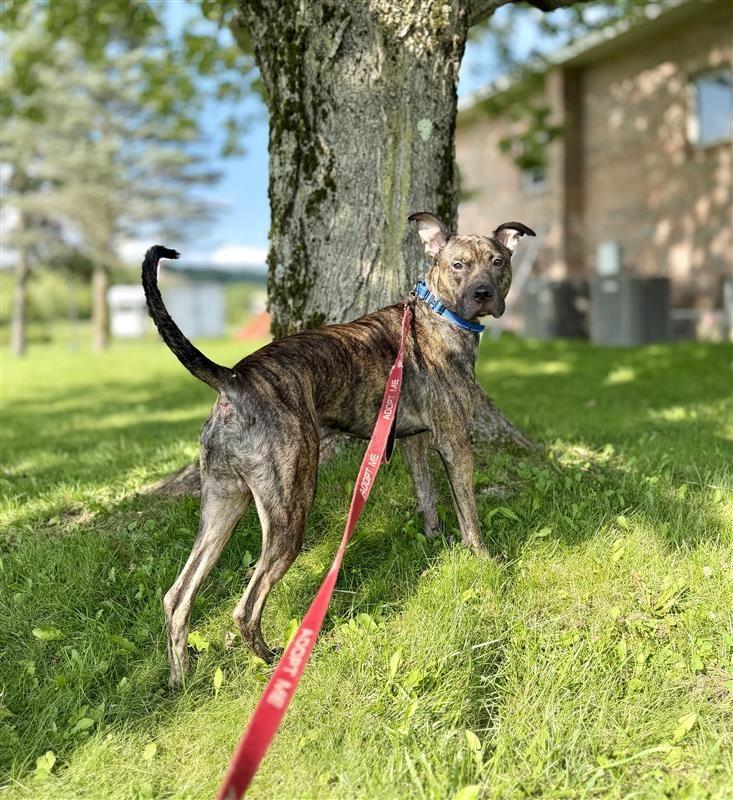 Enlarge Remi Blue, a Adoptable Pit Bull Terrier in Gloversville, NY image 5/5