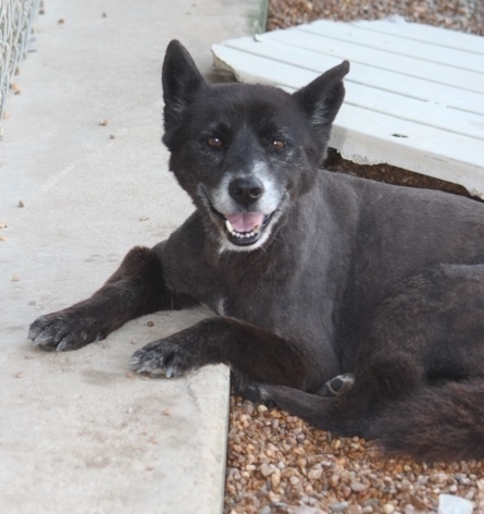 Enlarge Little Bear, a Adoptable mixed breed in Wynne, AR image 1/6
