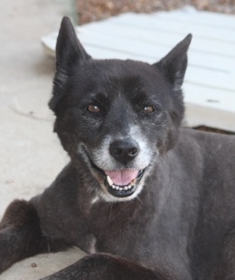 Little Bear, an adoptable Schipperke in Wynne, AR, 72396 | Photo Image 1