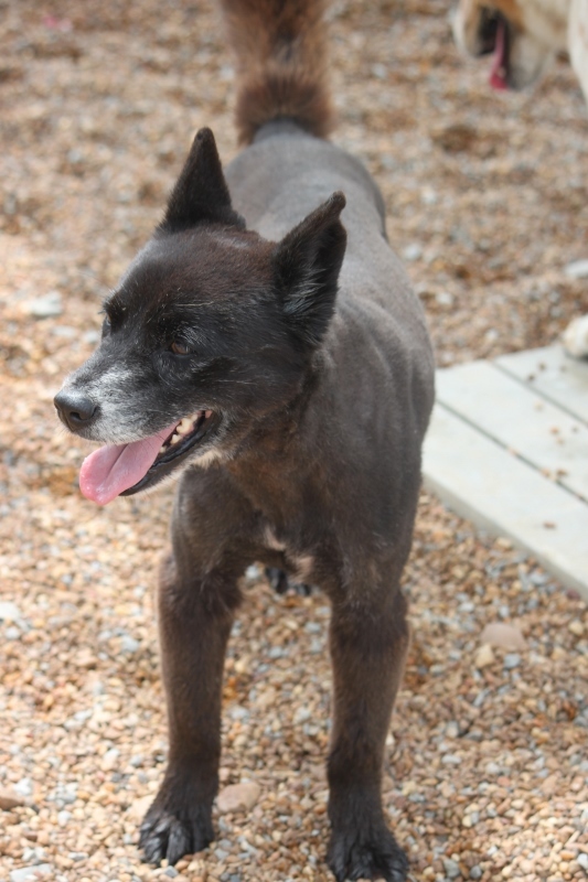 Enlarge Little Bear, a Adoptable mixed breed in Wynne, AR image 3/6