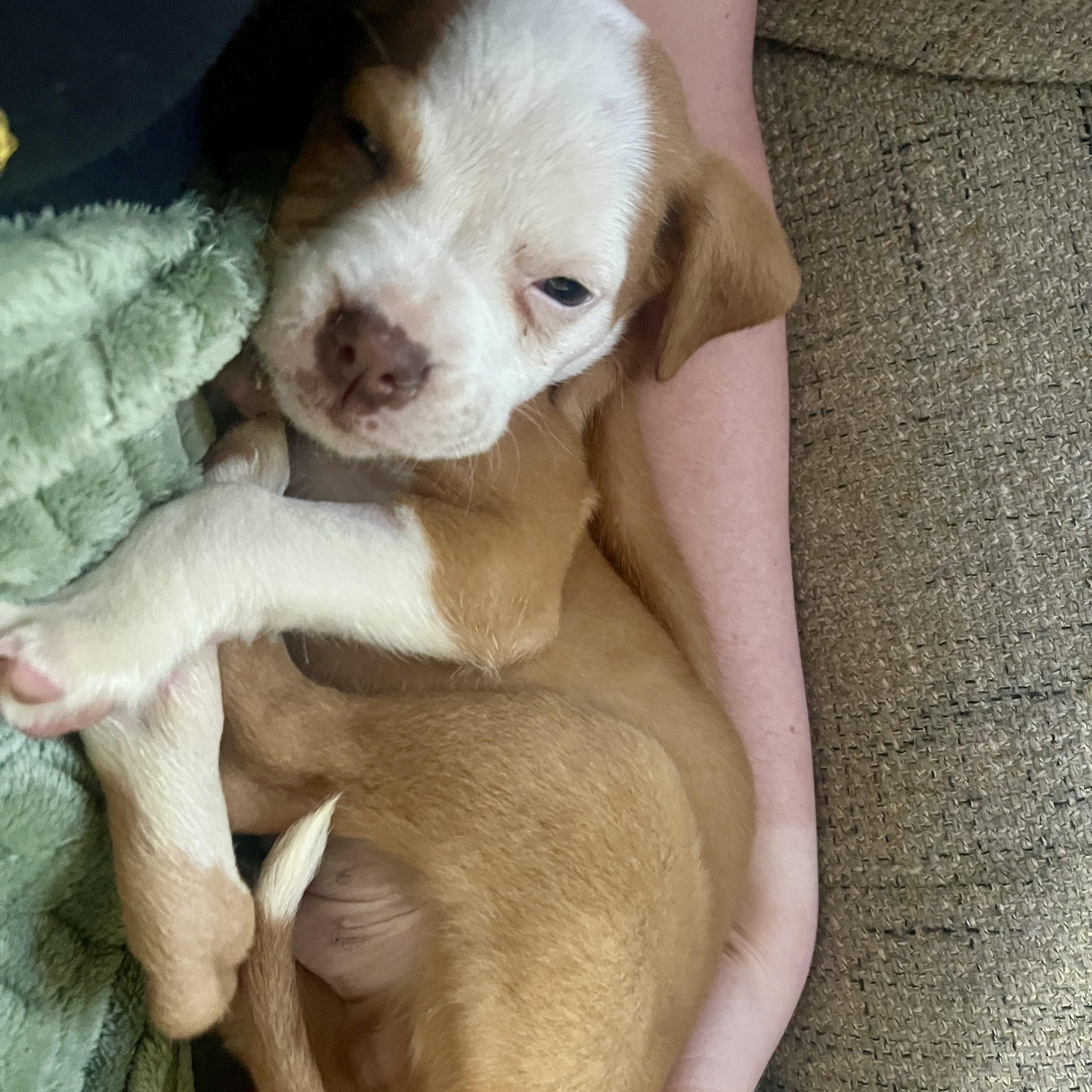 Zipper, a ADOPTABLE mixed breed in Rock Hill, SC image 4/5
