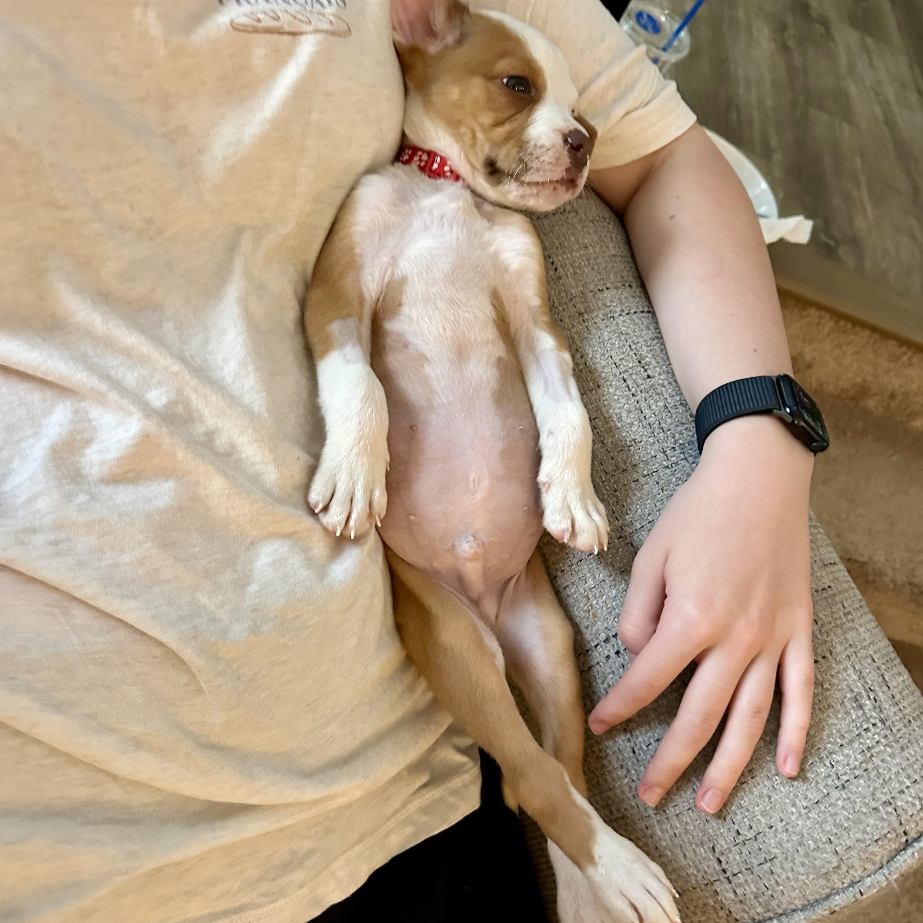 Zipper, a ADOPTABLE mixed breed in Rock Hill, SC image 2/5